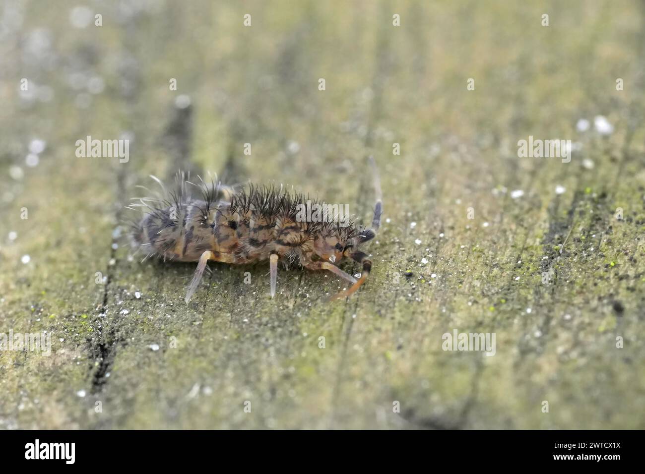 Natural closeup on a hairy slender springtail, Orchesella villosa sitting on a piece of wood Stock Photo