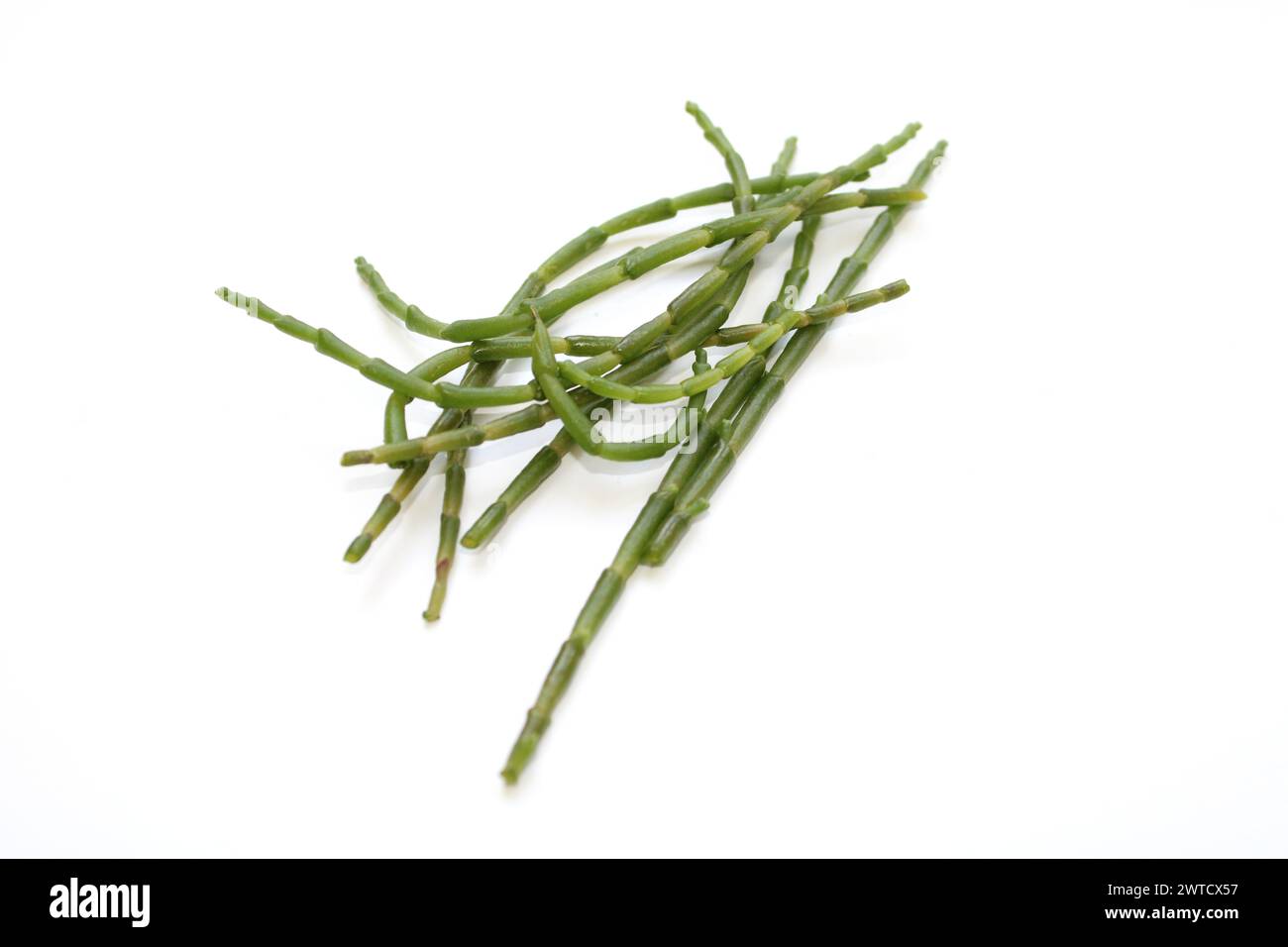 freshly green salicornia europaea plant sticks isolated, salt tolerant (queller, zeekraal, marsh samphire, sea bean, samphire greens, sea asparagus Stock Photo