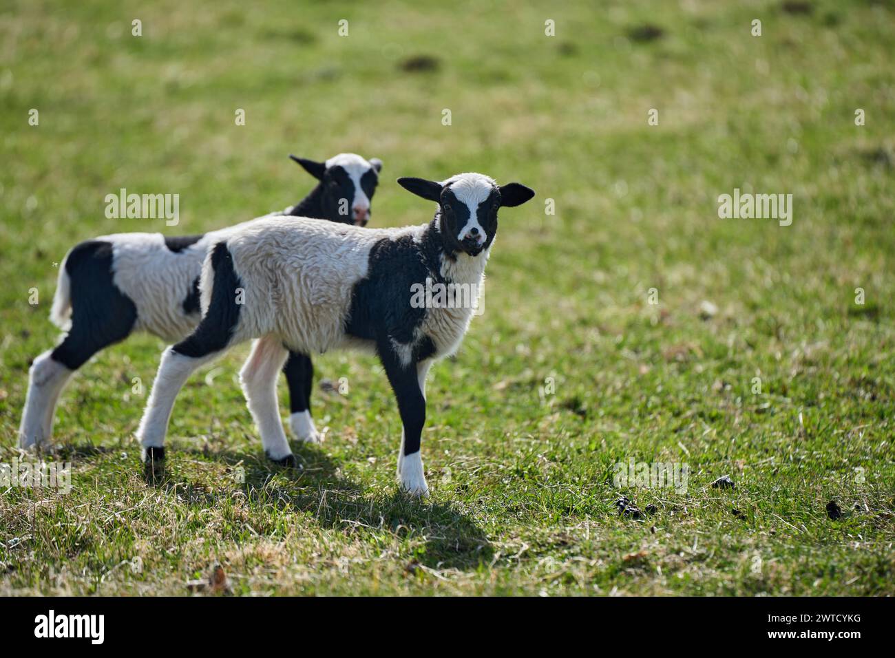 Beautiful Gotland sheep with lambs and Dorper sheep crosses with