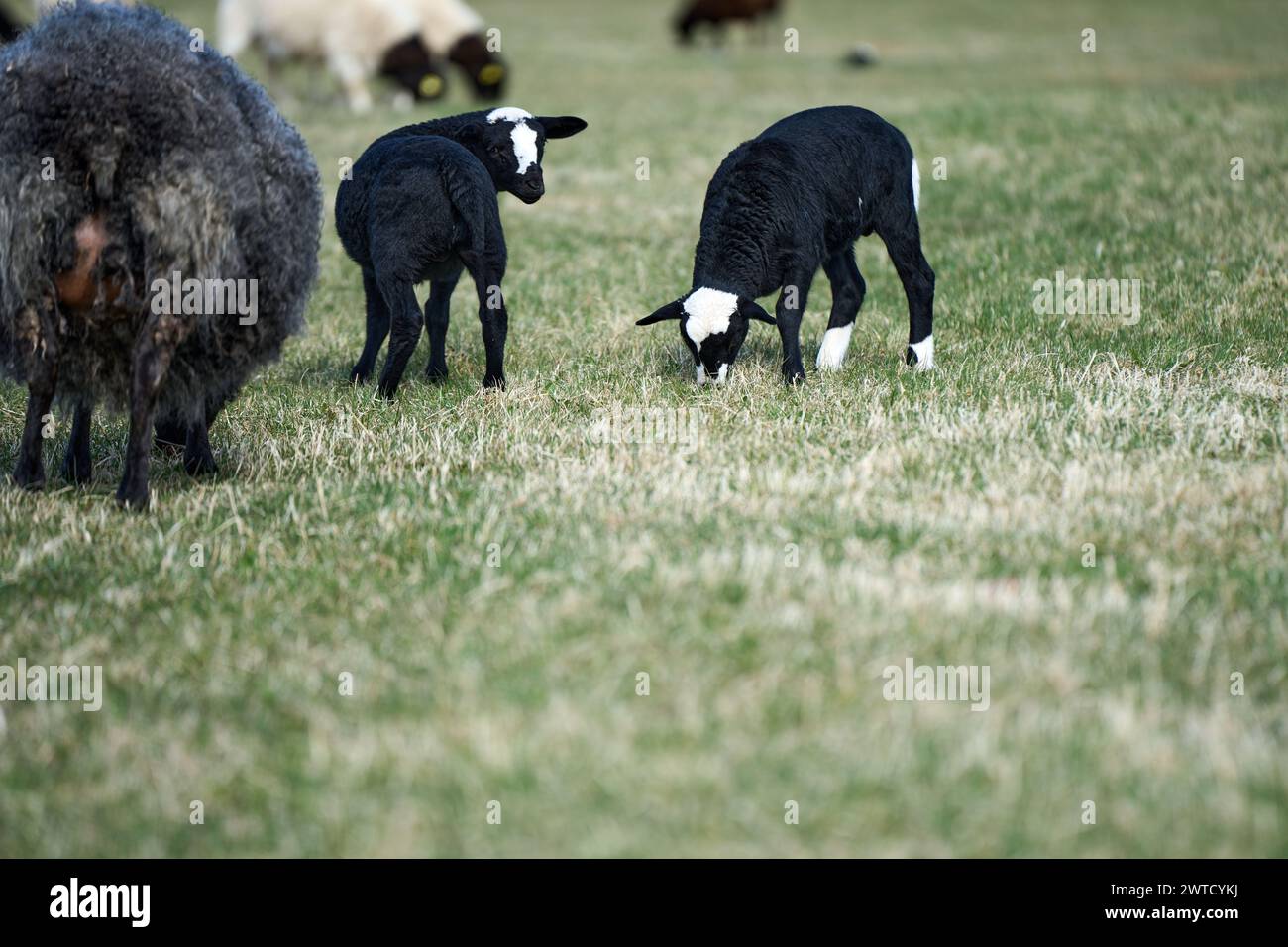 Beautiful Gotland sheep with lambs and Dorper sheep crosses with lambs ...