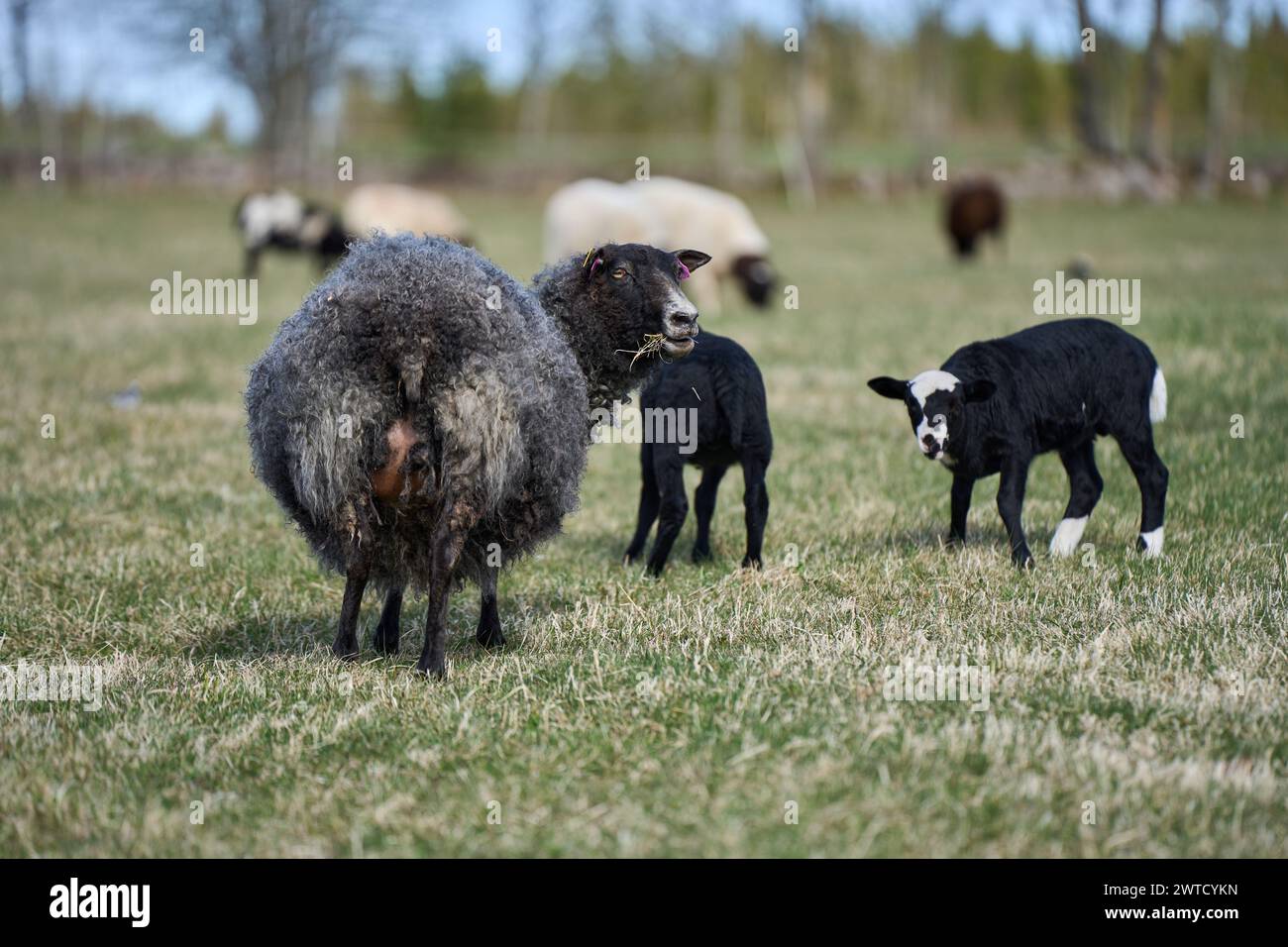 Beautiful Gotland sheep with lambs and Dorper sheep crosses with lambs ...