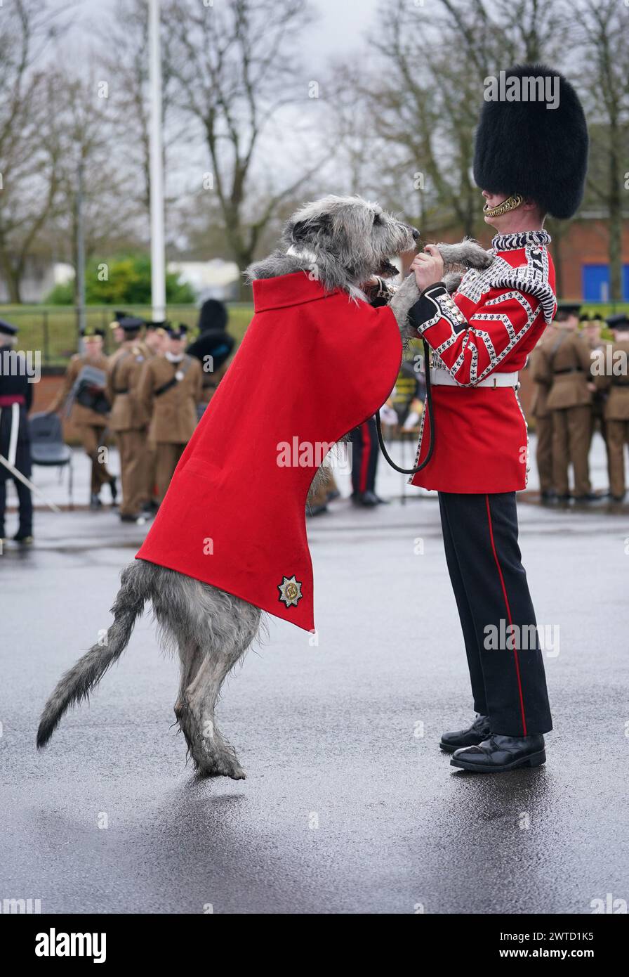 Irish Guards mascot, 3-year-old Irish Wolfhound, Seamus, jumps up on ...