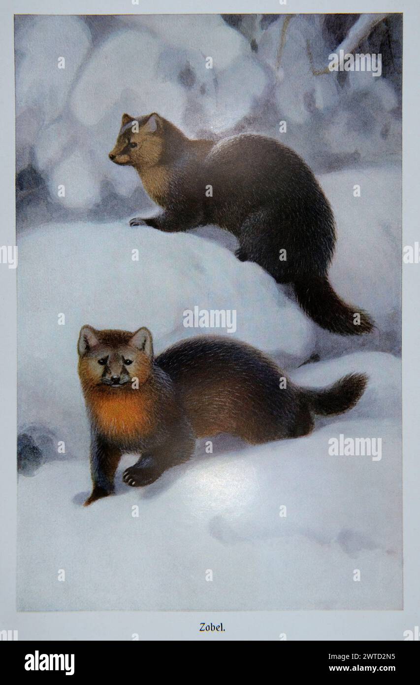 A pair of sables in the winter forest. Sable fur has been a highly valued item in the fur trade since the early Middle Ages, and is generally consider Stock Photo