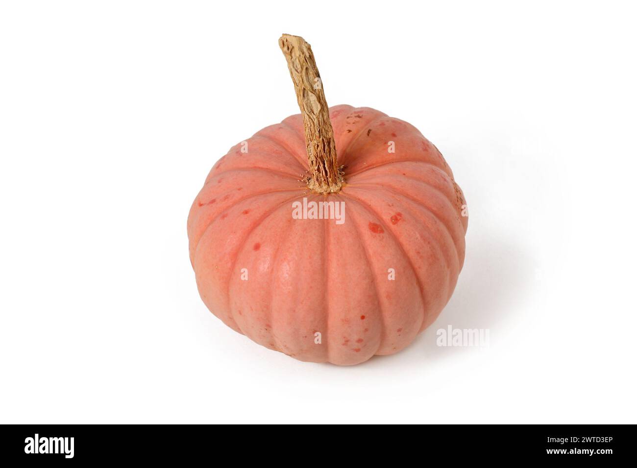 Single pastel pink colored 'Miss Sophie Pink' Halloween pumpkin on white background Stock Photo