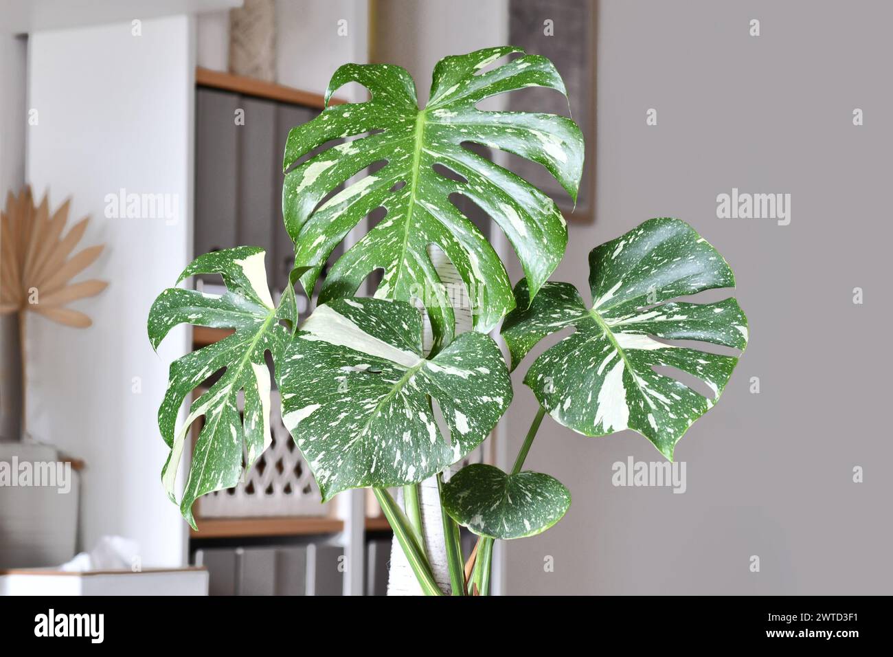 Close up of Tropical 'Monstera Deliciosa Thai Constellation' houseplant  with beautiful white sprinkled varigated leaves Stock Photo - Alamy