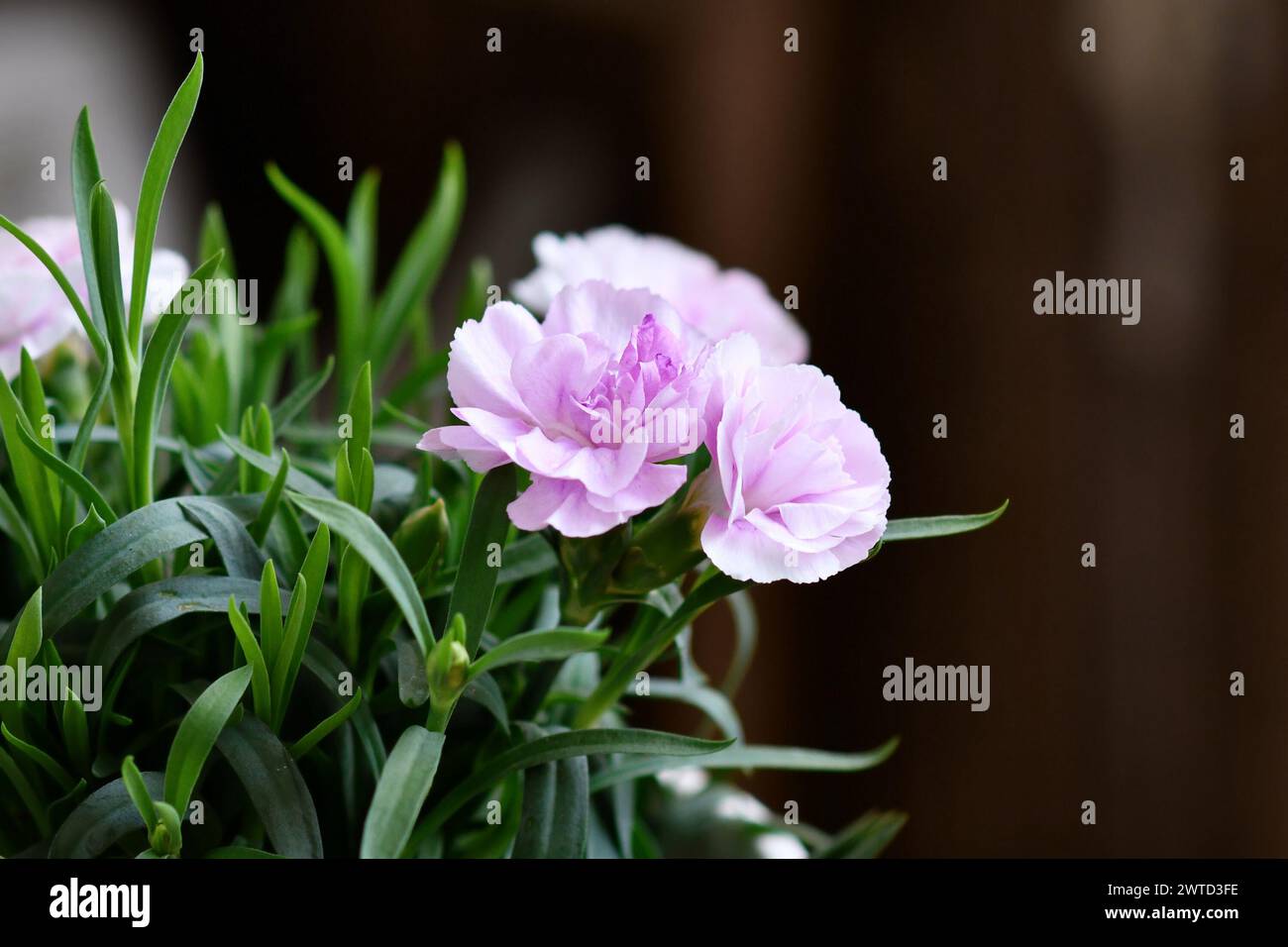 Close up of flowers of light purple Dianthus flowers Stock Photo