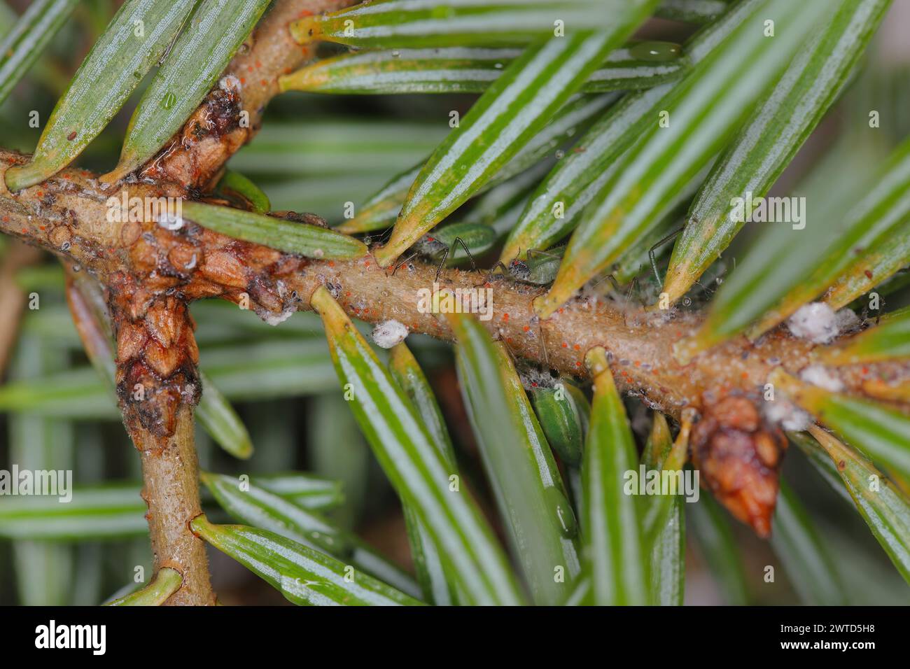 Green striped fir aphid (Cinara pectinatae) on fir (Abies alba) twig with needles. Stock Photo