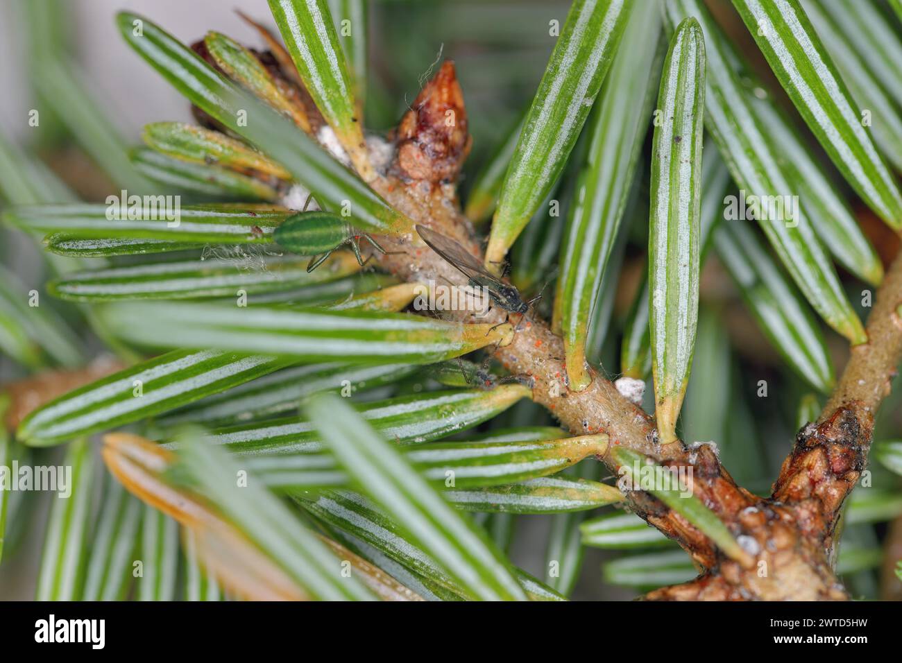 Green striped fir aphid (Cinara pectinatae) on fir (Abies alba) twig with needles. Winged and wingless individual. Stock Photo