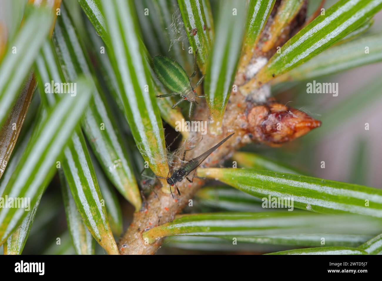 Green striped fir aphid (Cinara pectinatae) on fir (Abies alba) twig with needles. Winged and wingless individual. Stock Photo