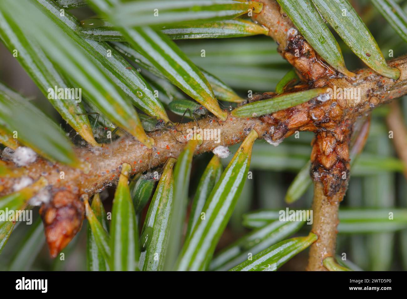 Green striped fir aphid (Cinara pectinatae) on fir (Abies alba) twig with needles. Stock Photo