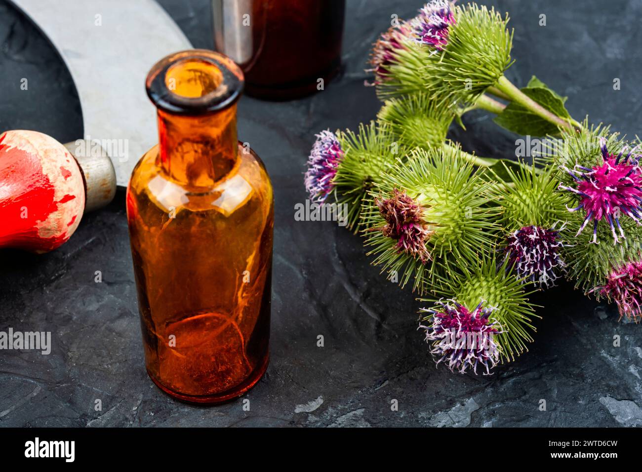 Healing plant burdock or Silybum marianum, herbal Medicine Stock Photo