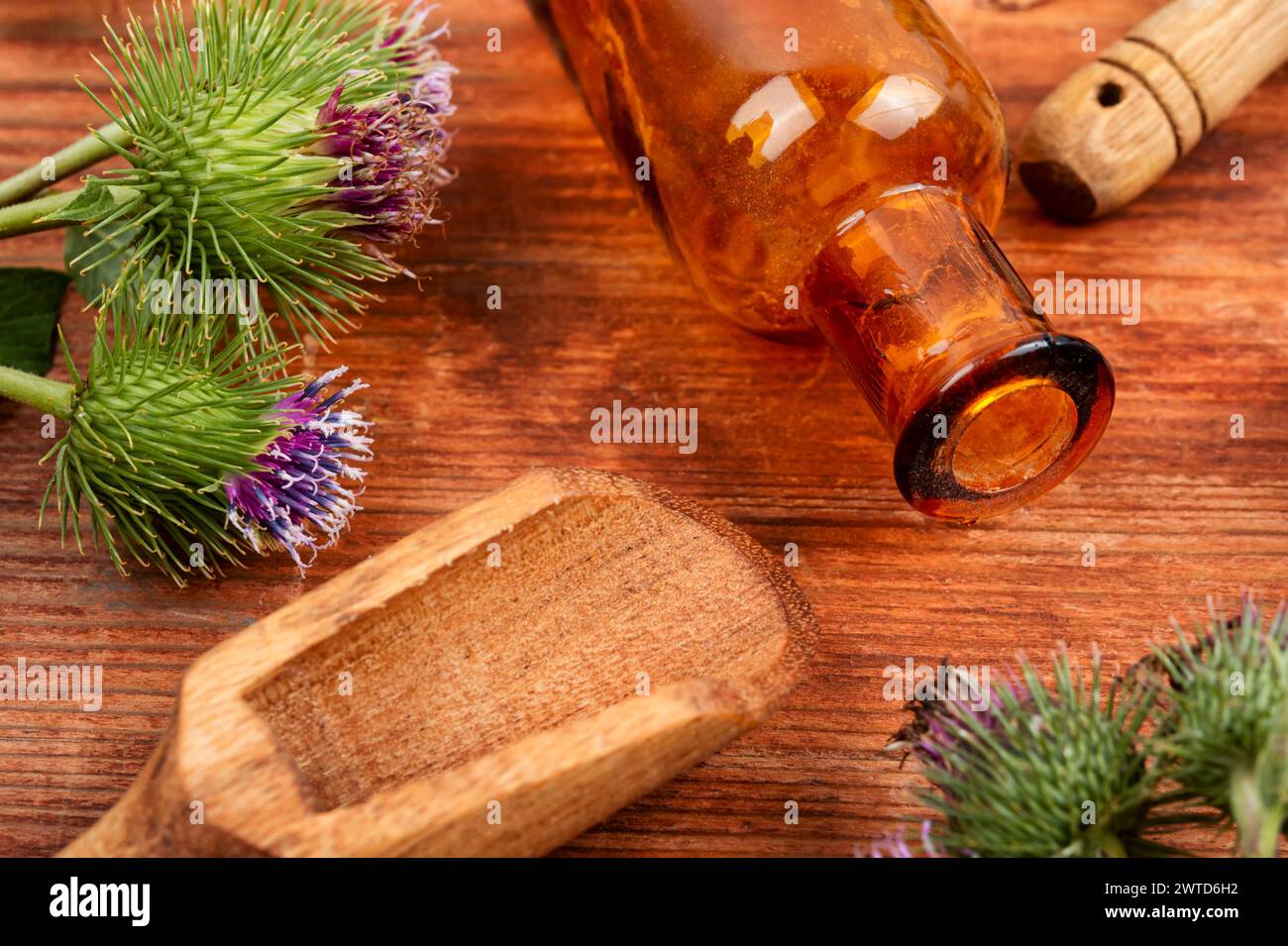 Burdock plant with flowers, herbal medicine. Milk Thistle. Chinese