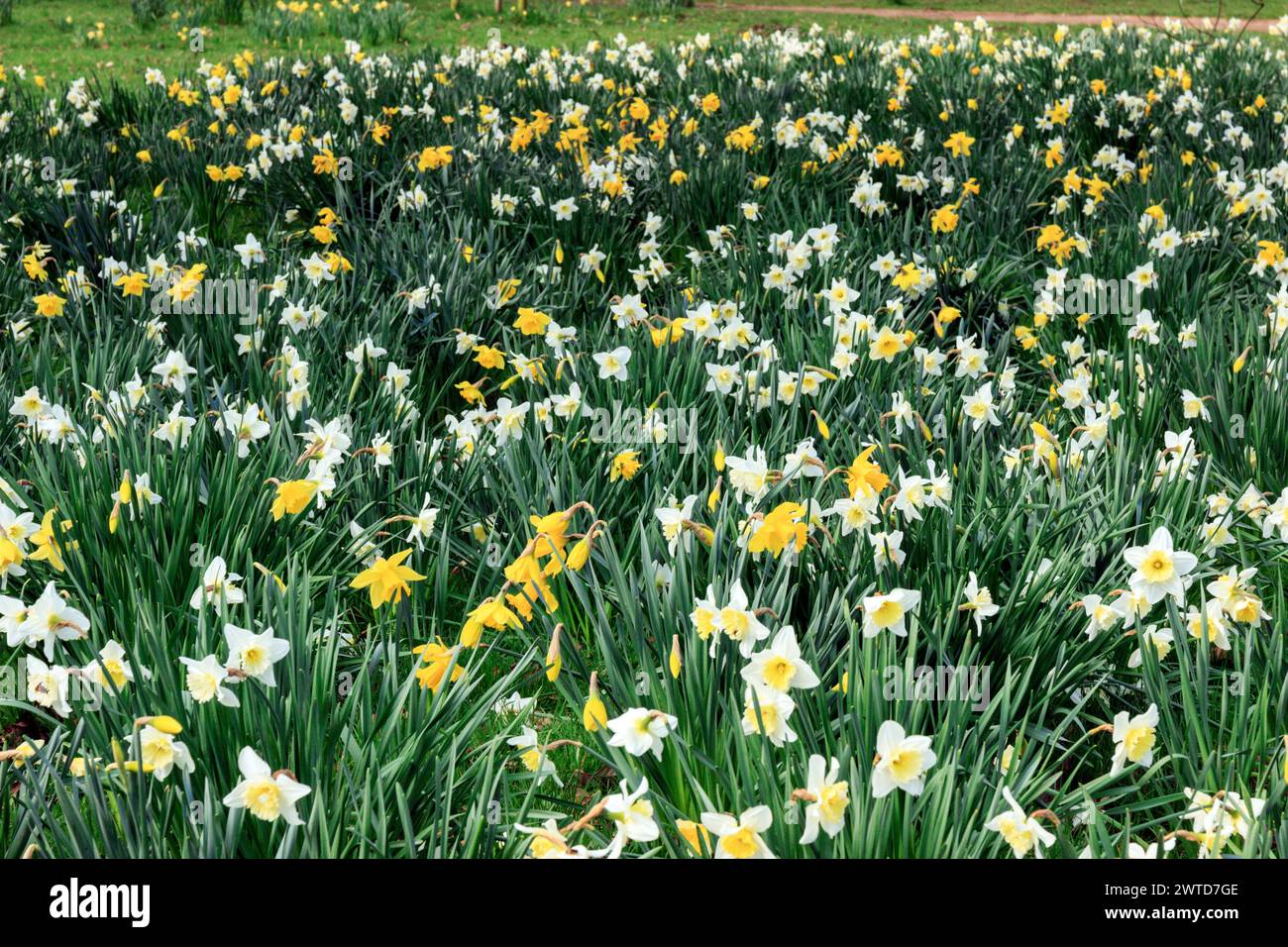 Carpet of daffodils. Worden Hall, Leyland Stock Photo Alamy