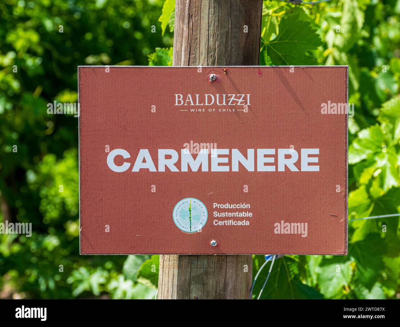 Balduzzi winery , San Javier, Maule valley, small vineyard at the shop with varieties of grapes, Chile Stock Photo