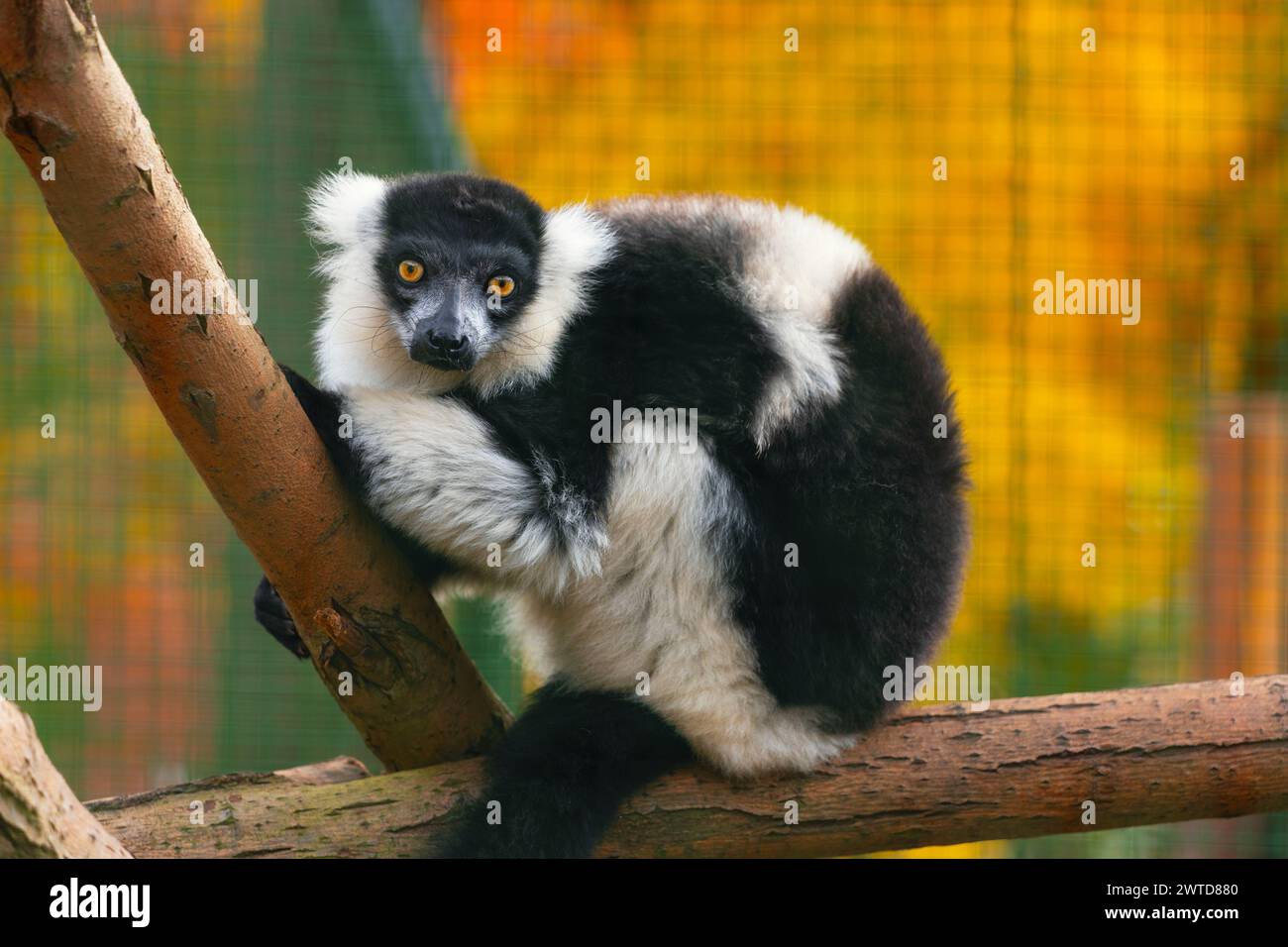 Black-and-white ruffed lemur (Varecia variegata) sitting on a tree and looking to the camera. It is an endangered species endemic to Madagascar. Stock Photo