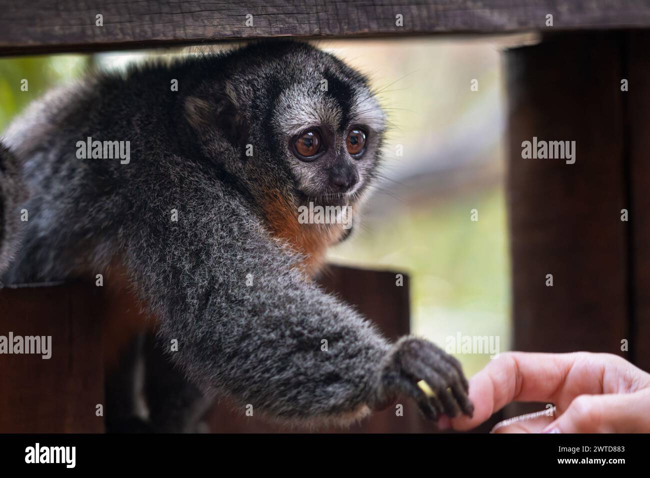 Cute three-striped night monkey holding hands with a human. Friendly curious monkey touching a finger of a park visitor. Aotus trivirgatus. Stock Photo