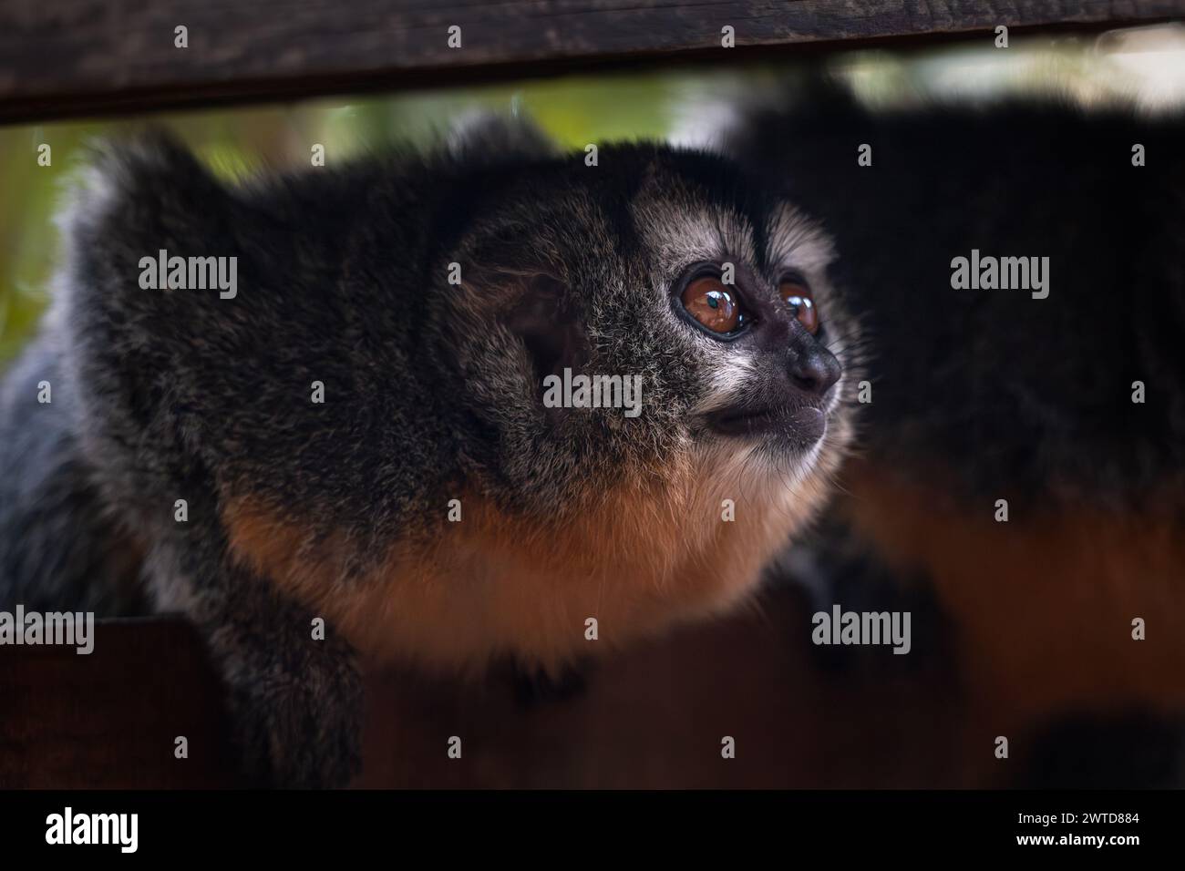 Adorable three-striped night monkey curiously looking at something. Friendly inquisitive monkey close-up. Northern night monkey or owl monkey. Stock Photo