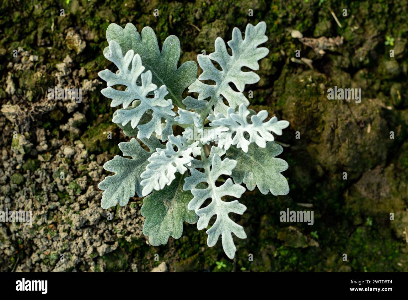 Silver ragwort, sometimes also called maritime ragwort, produces metal-gray-colored leaves that are surprisingly attractive. The silver ragwort is a h Stock Photo