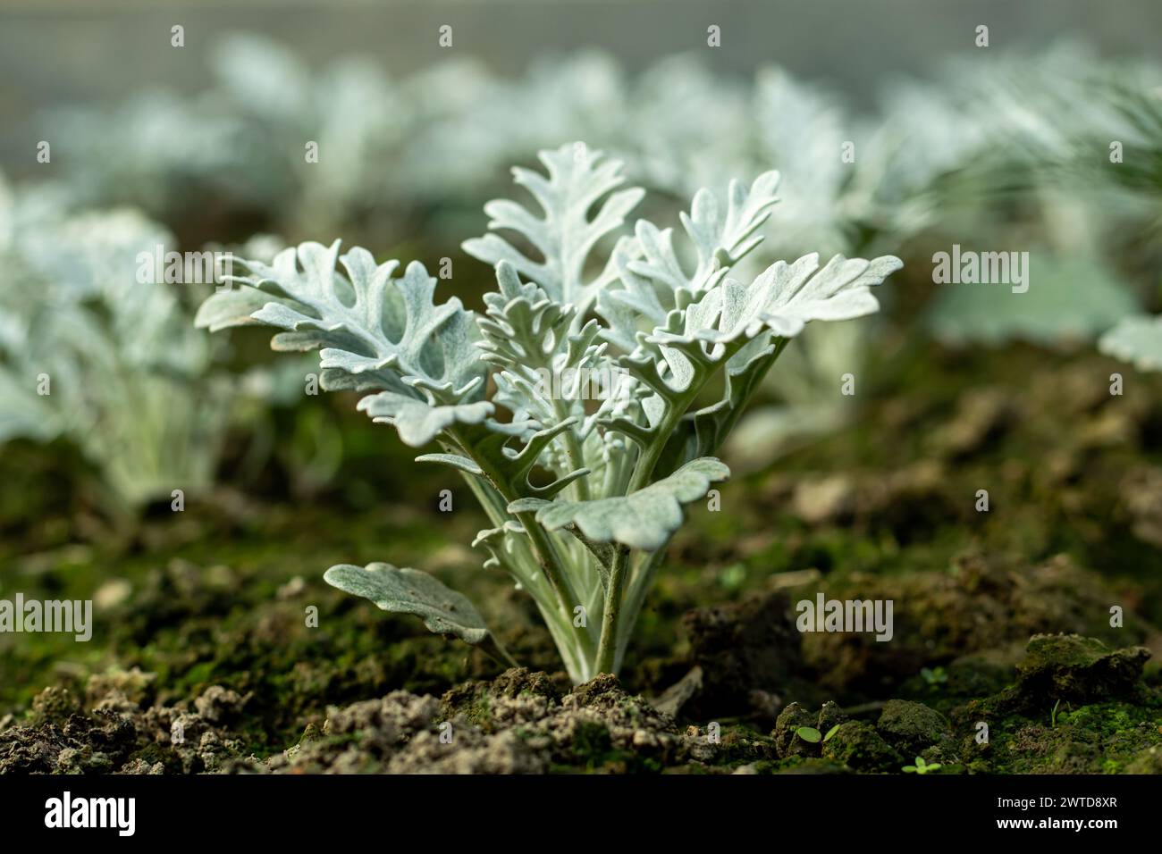 The silver ragwort is a halophilic plant. Silvery ragwort is a beautiful leafy plant that can provide a nice background and contrast to the bright flo Stock Photo