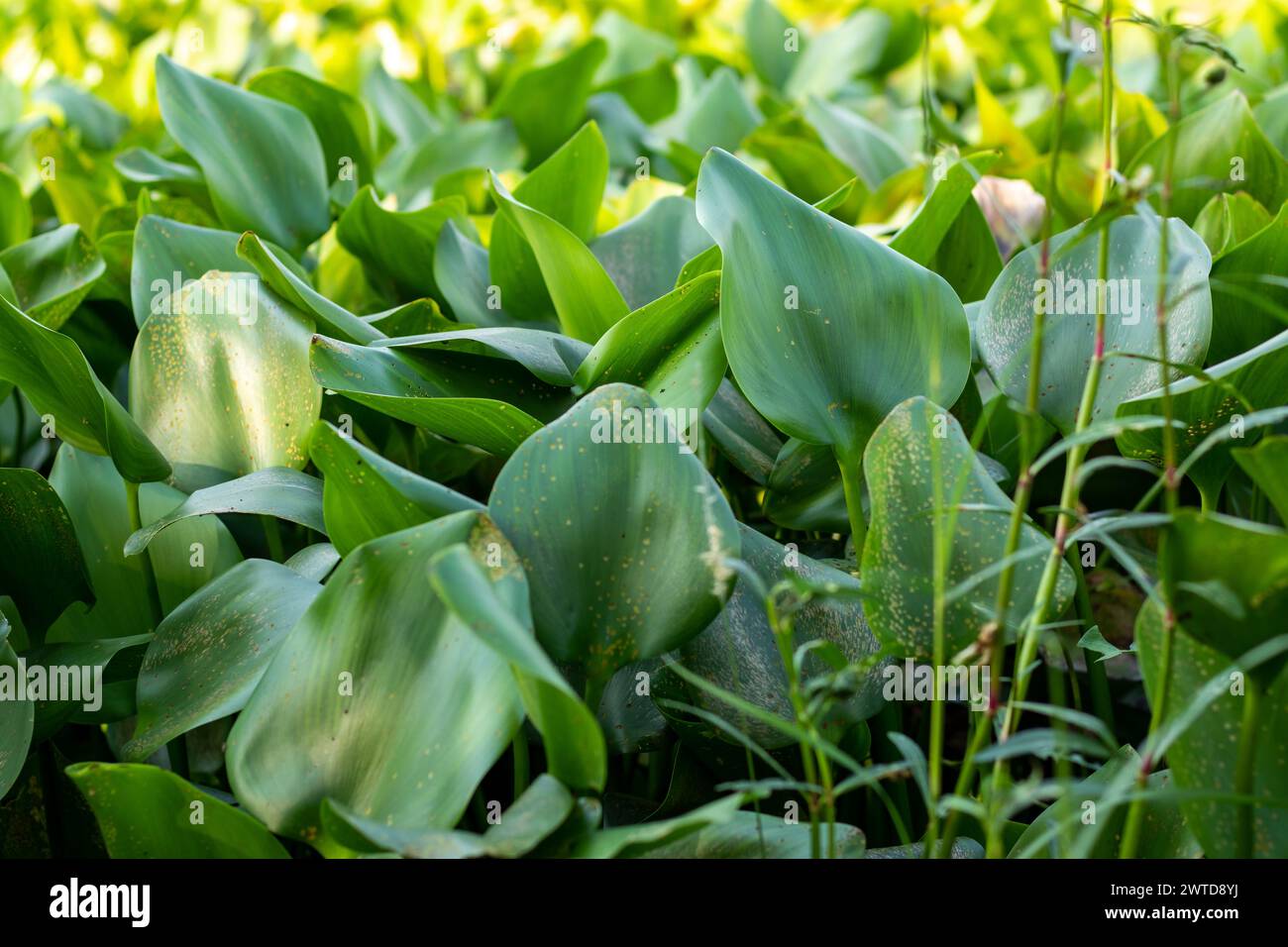 The water-hyacinth green leaf is a floating plant that has clusters of leaves with spongy stalks arising from a base of dark purple feathery roots Stock Photo