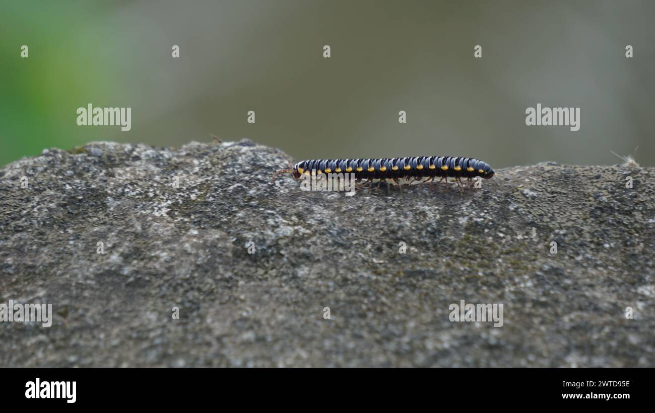 Star mole (Oxidus gracilis) is a species of millipede in the family paradoxosomatidae. Stock Photo