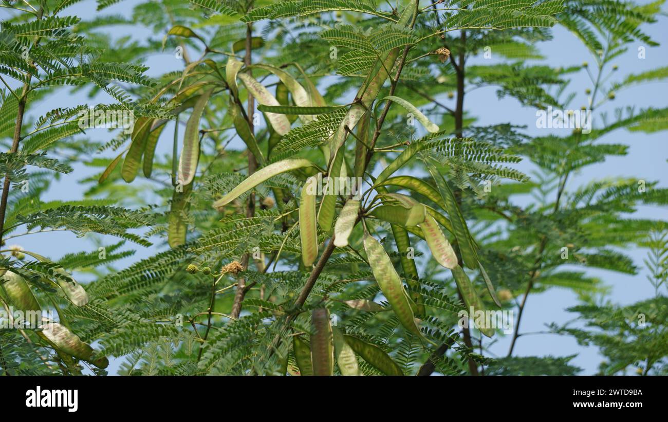 Leucaena leucocephala (jumbay, river tamarind, subabul, white popinac, white leadtree, imosa glauca Koenig) or can also be called amtoro. Stock Photo