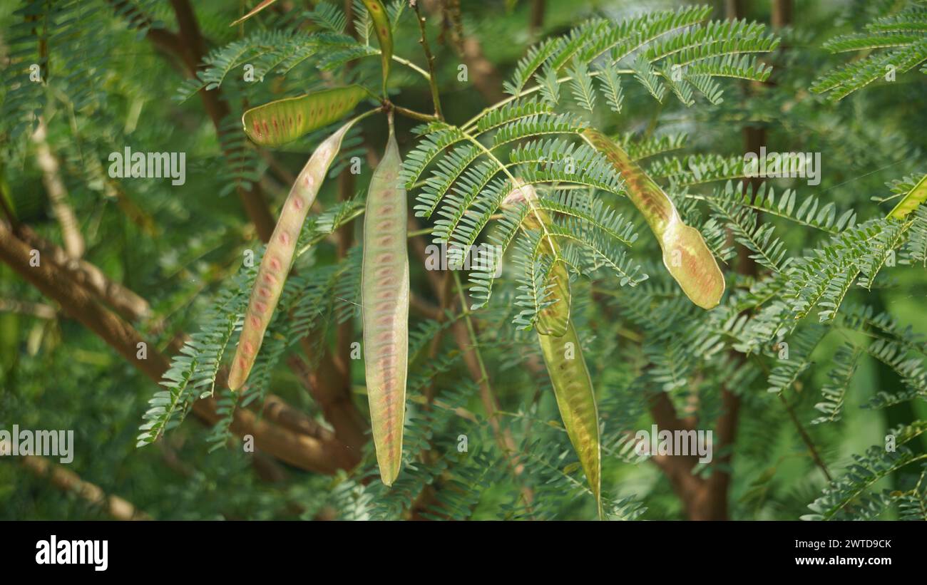 Leucaena leucocephala (jumbay, river tamarind, subabul, white popinac, white leadtree, imosa glauca Koenig) or can also be called amtoro. Stock Photo