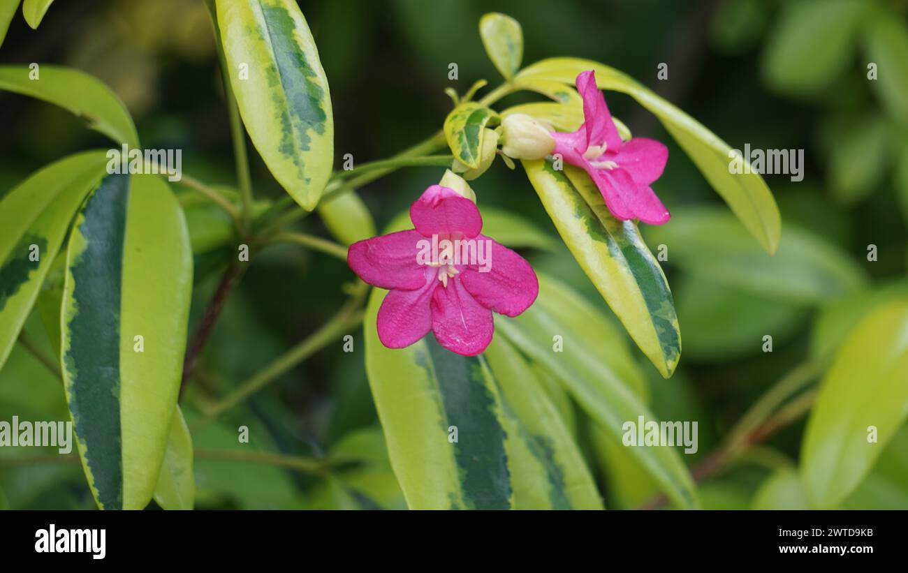Ravenia spectabilis (Lemonia spectabilis, Ravenia rosea) variegated is an ornamental shrub produces bright pink flattened flowers Stock Photo