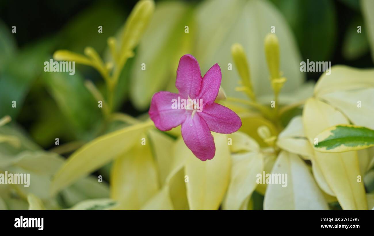 Ravenia spectabilis (Lemonia spectabilis, Ravenia rosea) variegated is an ornamental shrub produces bright pink flattened flowers Stock Photo