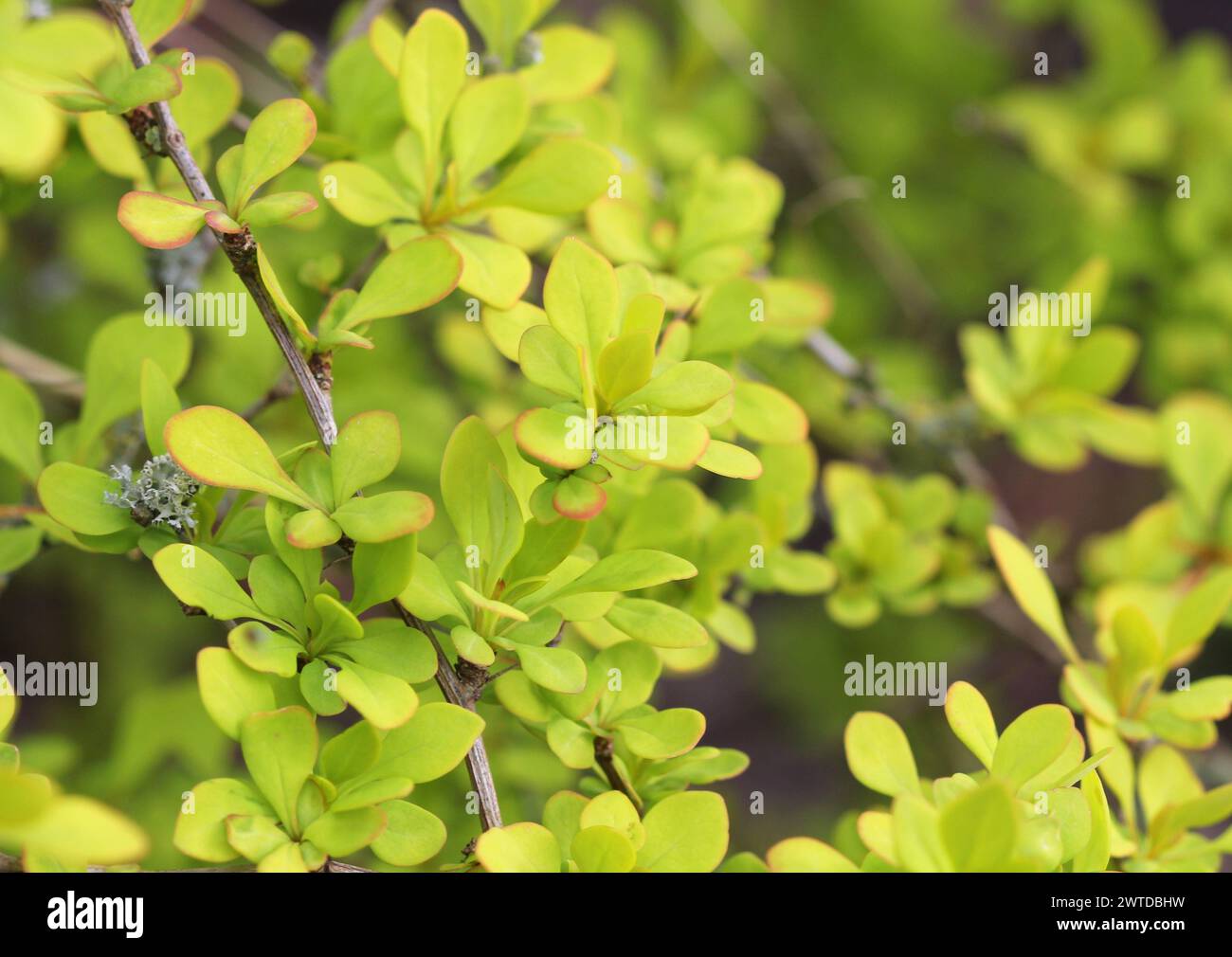 A close up of the foliage of Berberis thunbergii 'Aurea' Stock Photo