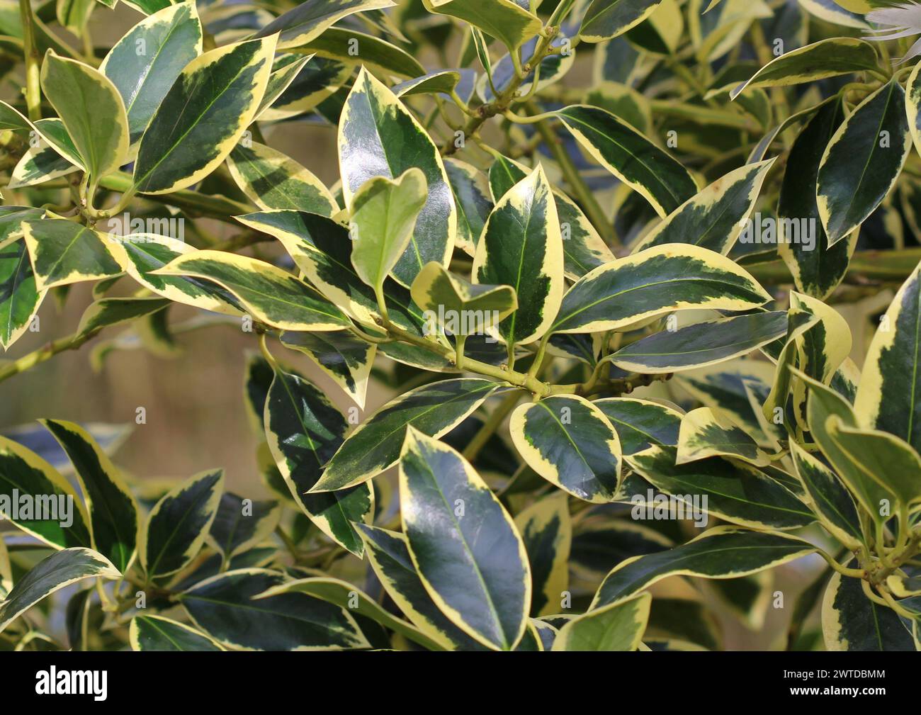 The variegated foliage of Ilex x altaclerensis 'Golden King', Holly. Stock Photo