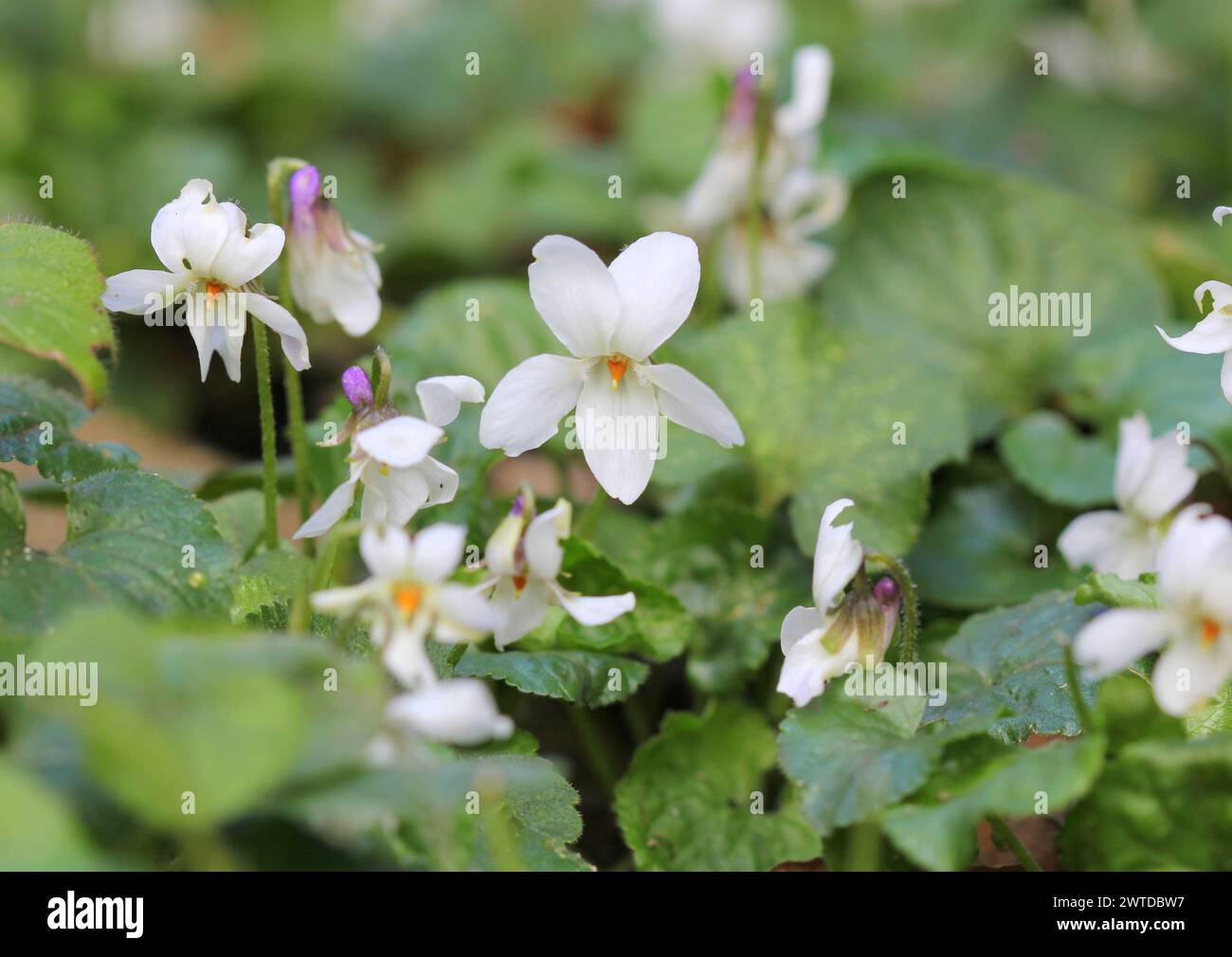 A close up of Viola Odorata Alba, White Sweet Violets Stock Photo