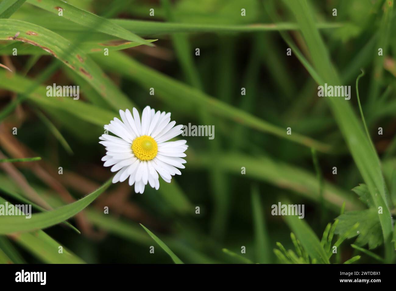 White daisy flower in the green grass, closeup photo, soft focus Stock Photo