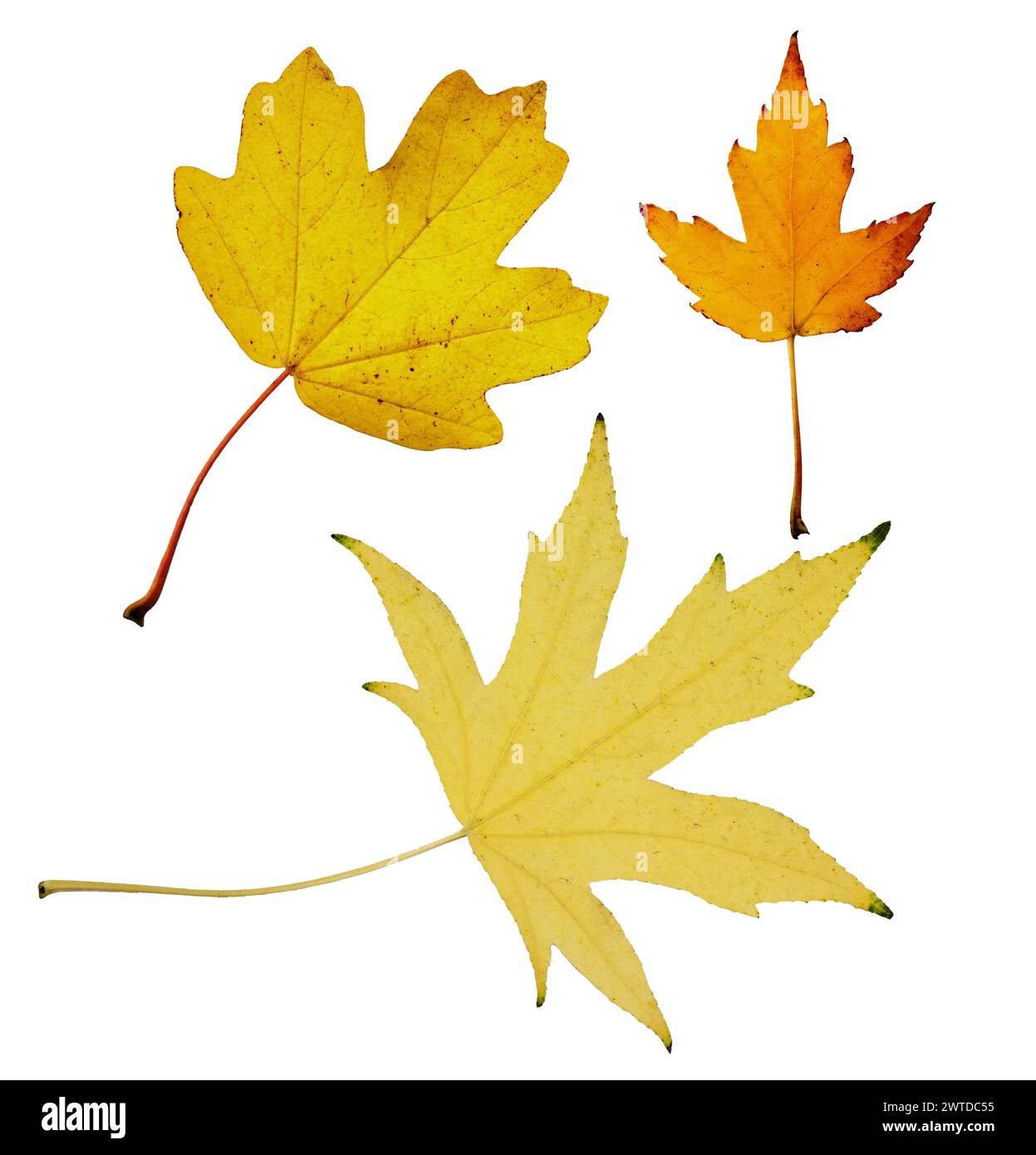 Collection of autumn wire silver maple leaf isolated on white background. Set of various maple leaves for design. Acer saccharinum Wieri. Stock Photo