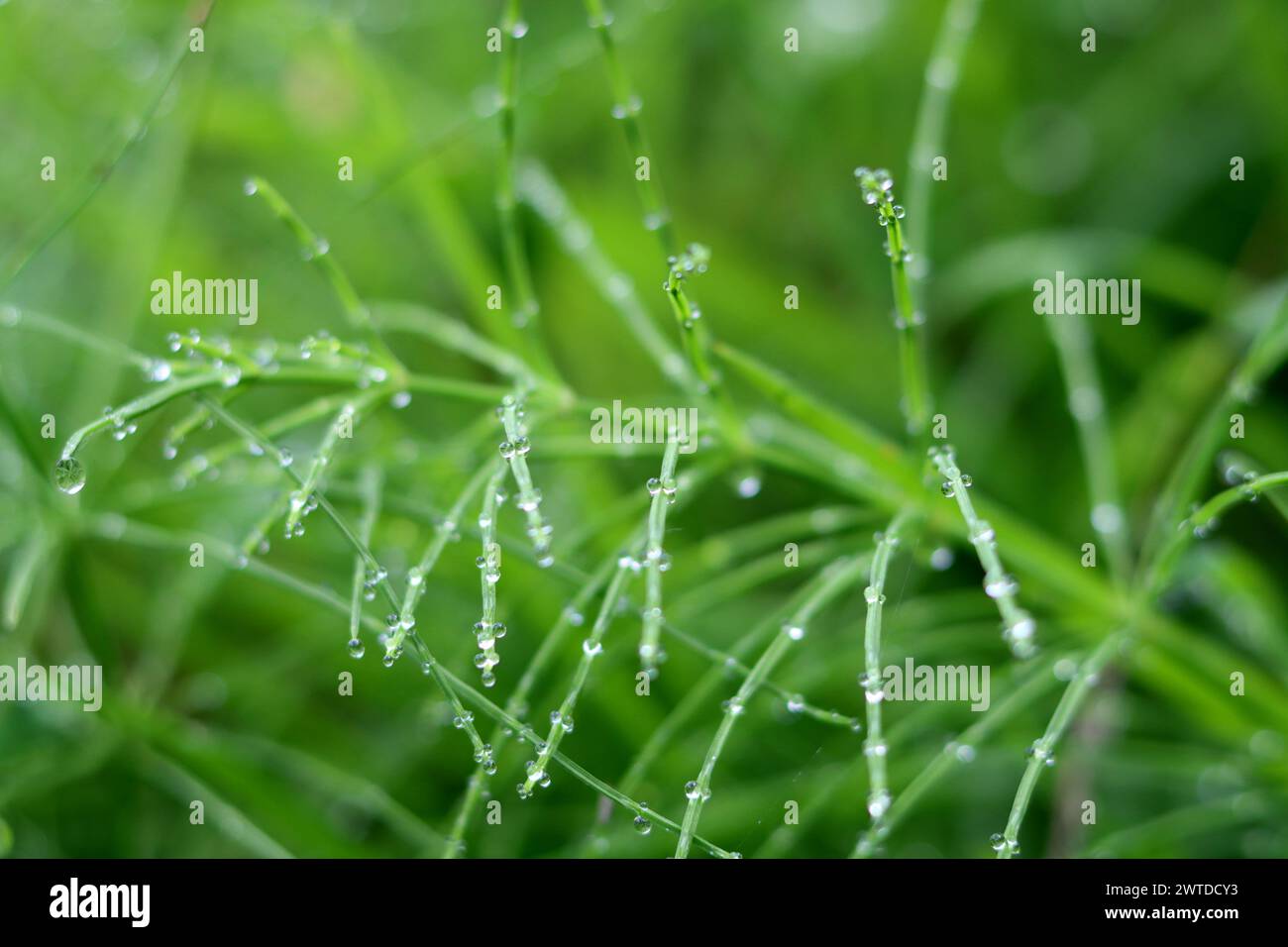 Green grass with dew drops close-up. Nature background Stock Photo - Alamy