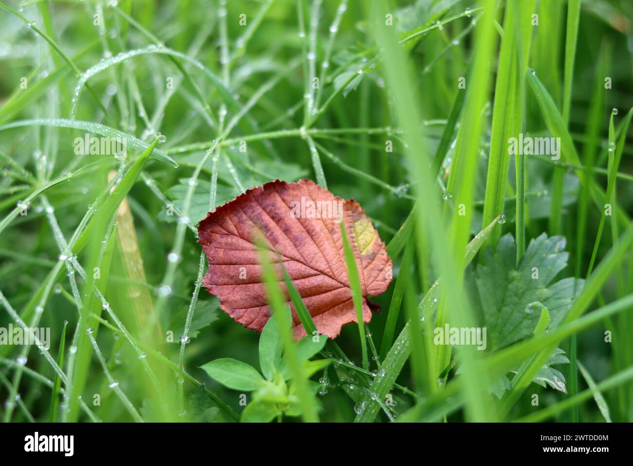 Green grass with dew drops close-up. Nature background Stock Photo - Alamy