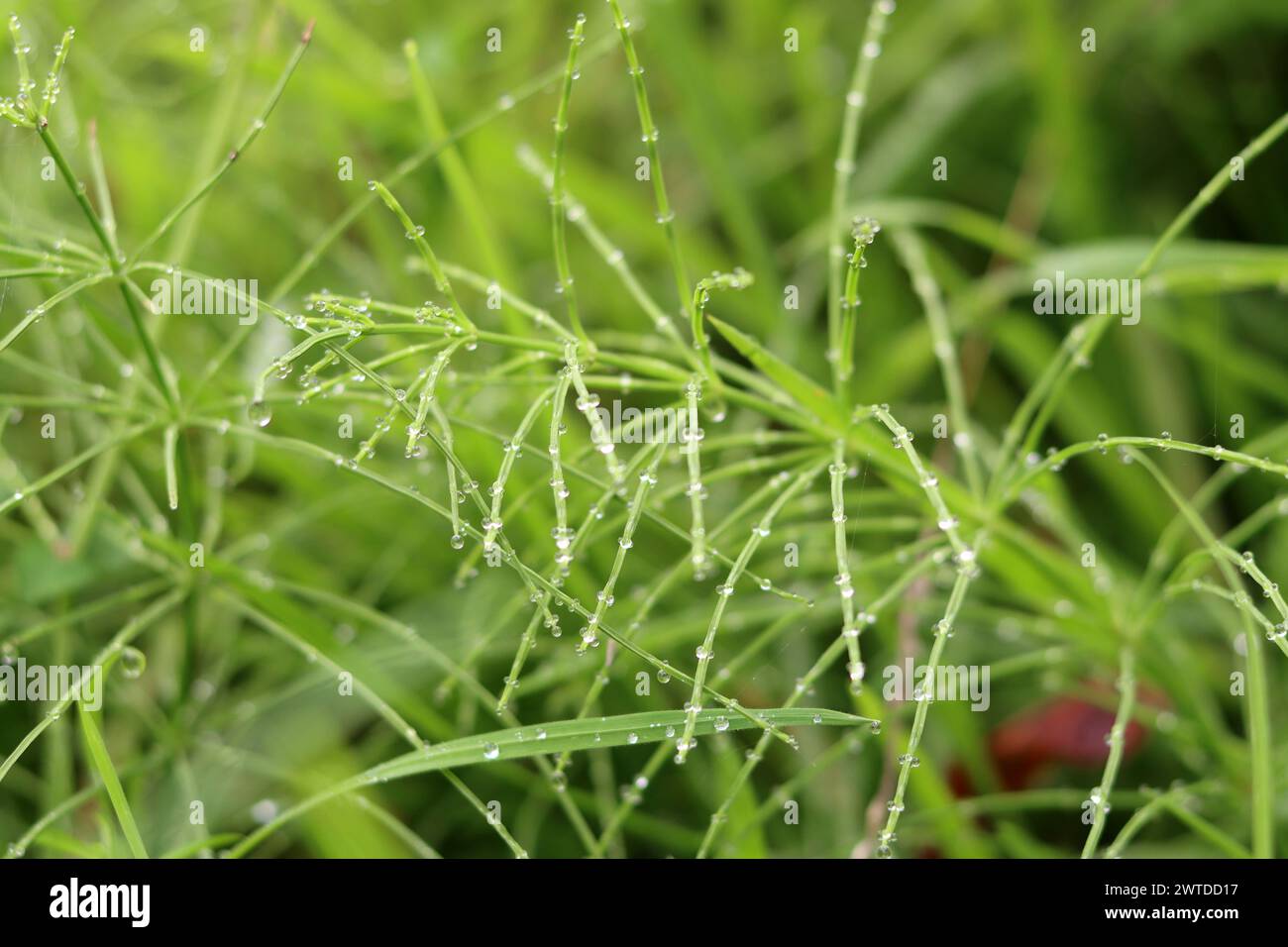 Green grass with dew drops close-up. Nature background Stock Photo - Alamy