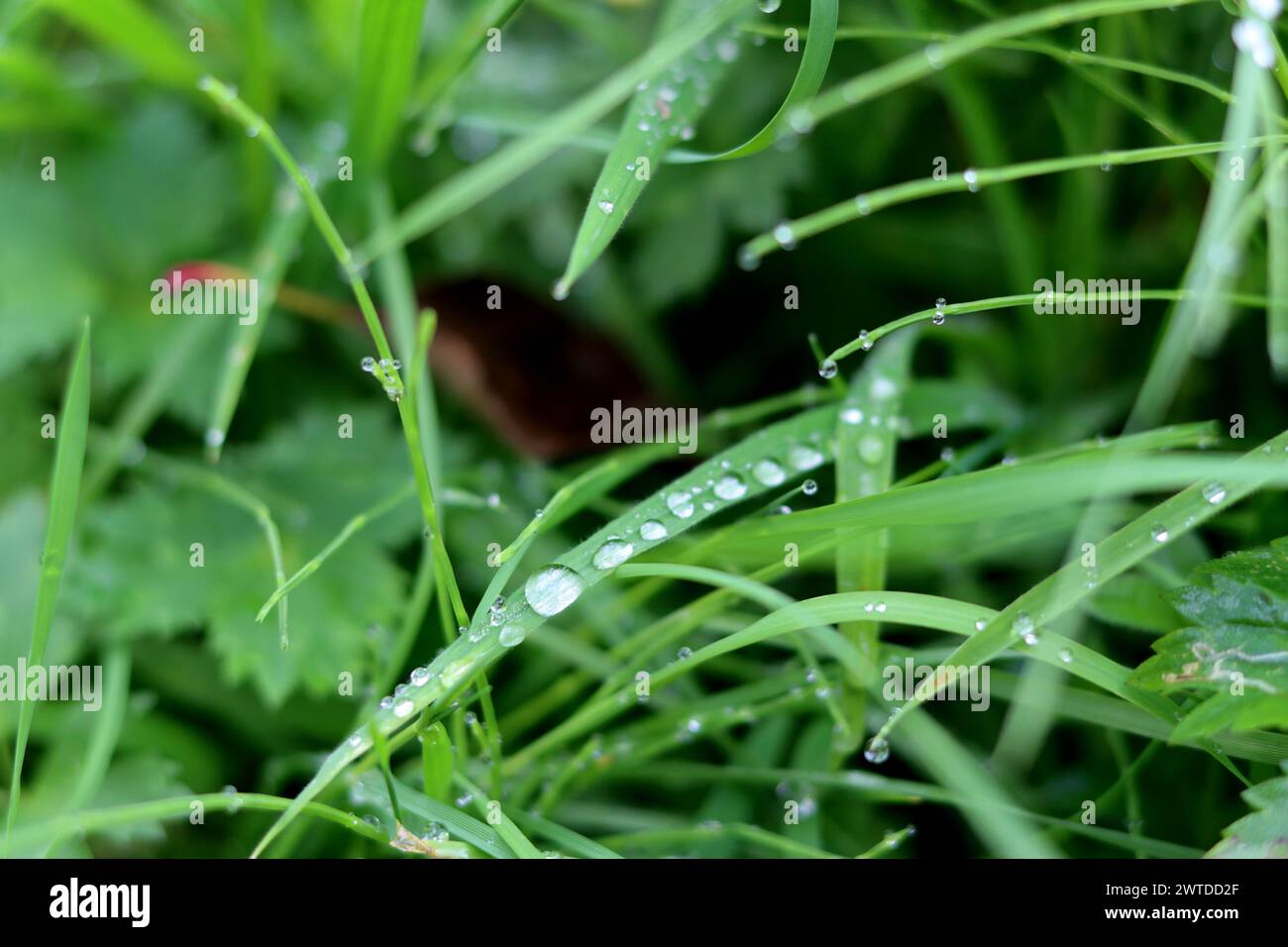 Green grass with dew drops close-up. Nature background Stock Photo - Alamy