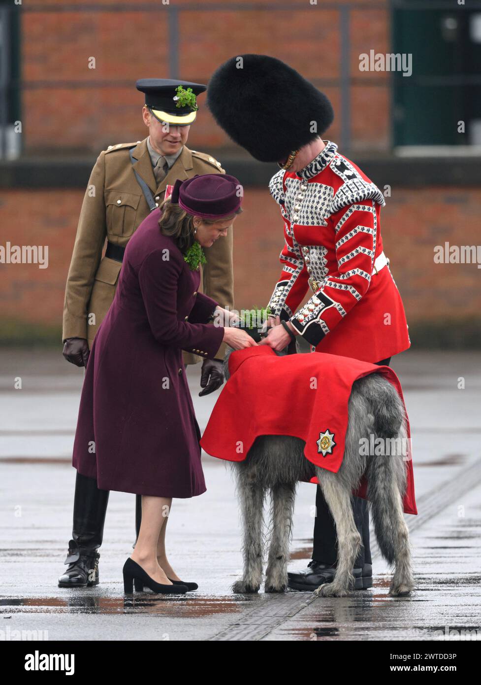 Aldershot, UK. March 17th, 2024. Lady Ghika, wife of the Regimental Lieutenant Colonel, Major General Sir Christopher Ghika, steps forward to present shamrock to their mascot, 3-year-old Irish Wolfhound, Seamus, on the Parade Square at Mons Barracks, Aldershot, during a St Patrick's Day parade. Credit: Doug Peters/EMPICS/Alamy Live News Stock Photo
