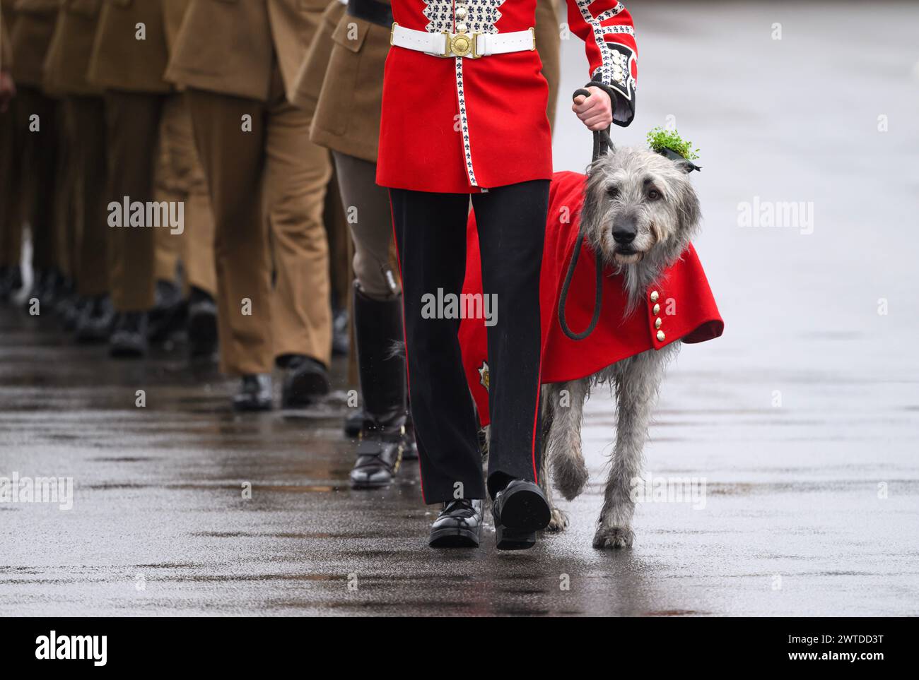 Aldershot, UK. March 17th, 2024. Irish Guards mascot, 3-year-old Irish ...