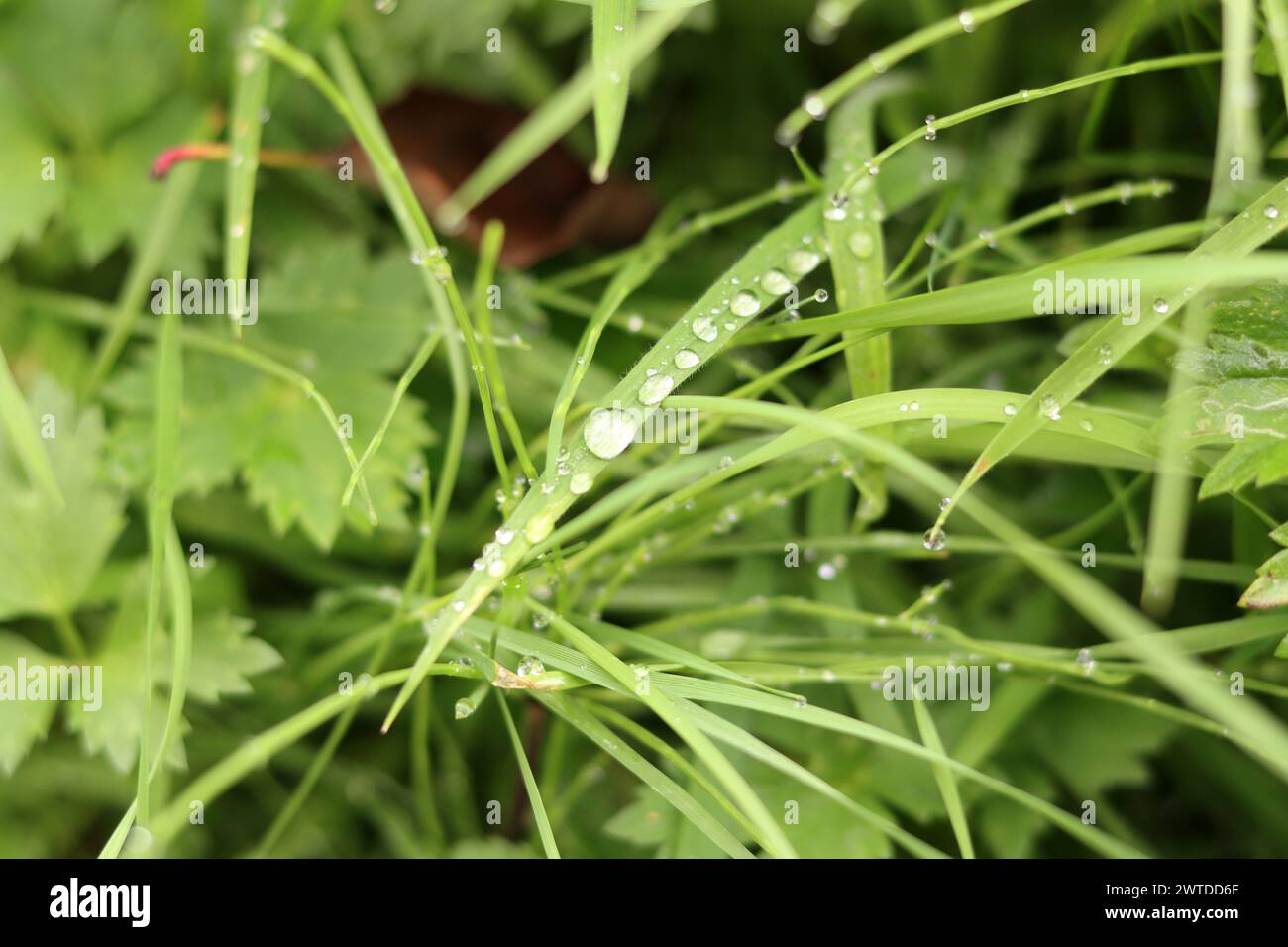 Green grass with dew drops close-up. Nature background Stock Photo - Alamy