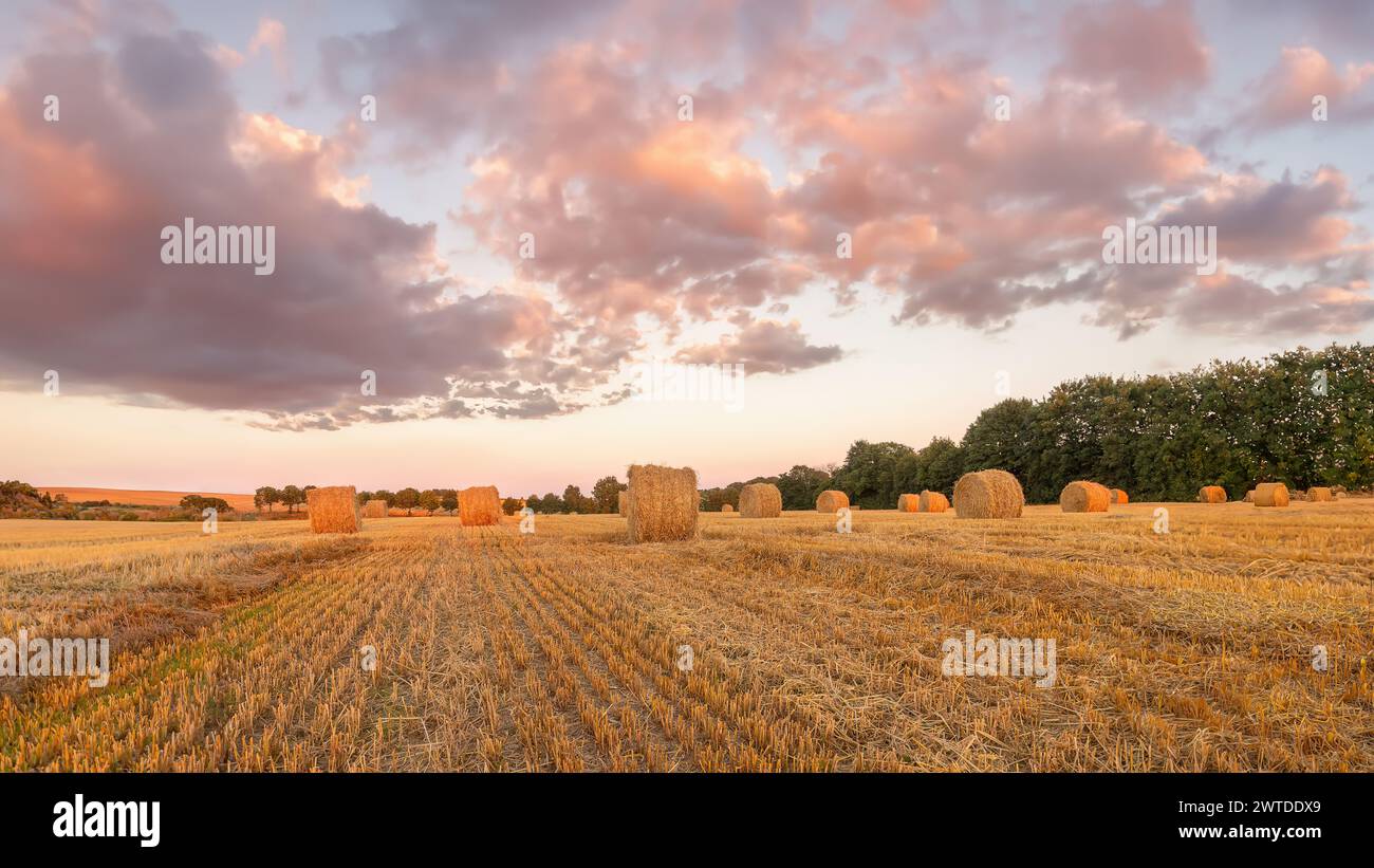 Hay bales on a field  in a golden sunset Stock Photo