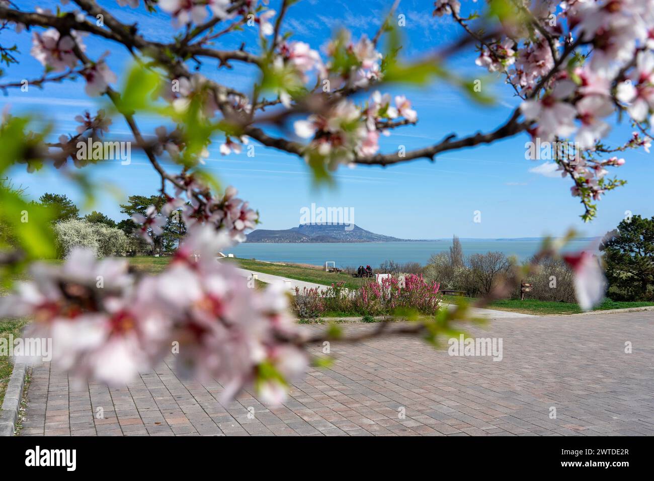 beautiful spring landscape in Hungary at Lake Balaton with blooming tree and the Badacsony hill Szépkilátó viewpoint . Stock Photo