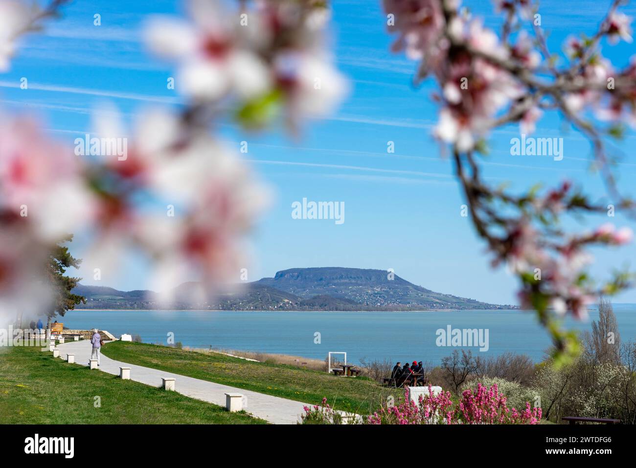 beautiful spring landscape in Hungary at Lake Balaton with blooming tree and the Badacsony hill Szepkilato viewpoint . Stock Photo