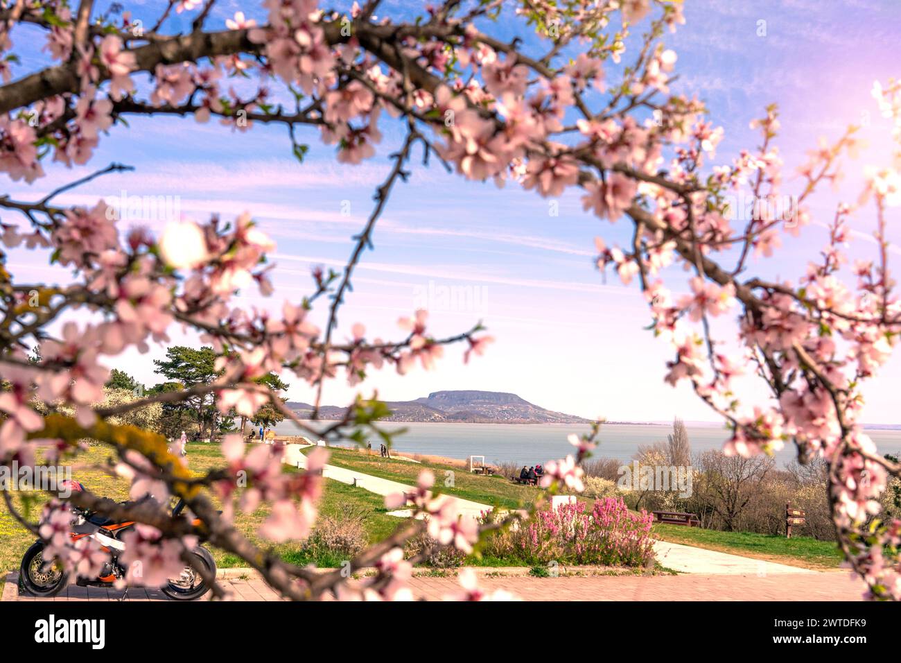 beautiful spring landscape in Hungary at Lake Balaton with blooming tree and the Badacsony hill Szepkilato viewpoint . Stock Photo
