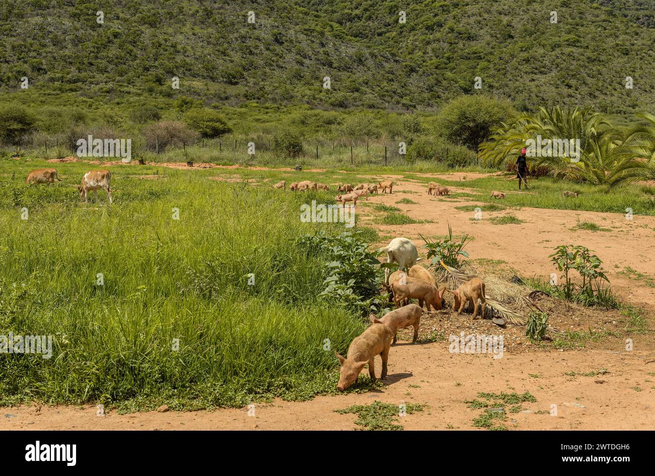 Herdswoman with a group of pigs, Otavi, Namibia Stock Photo