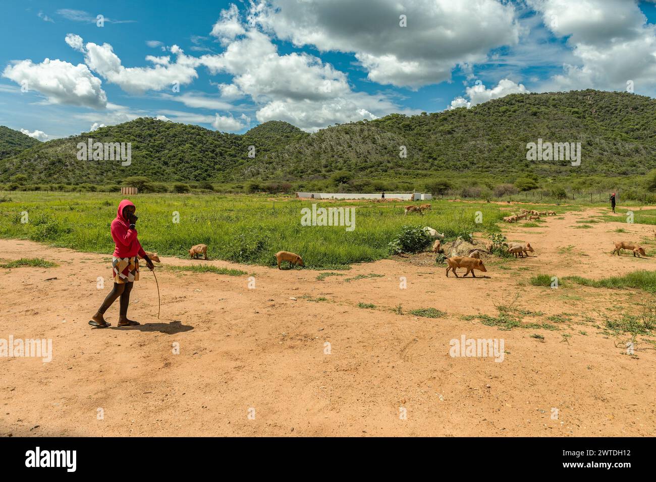 Herdswoman with a group of pigs, Otavi, Namibia Stock Photo