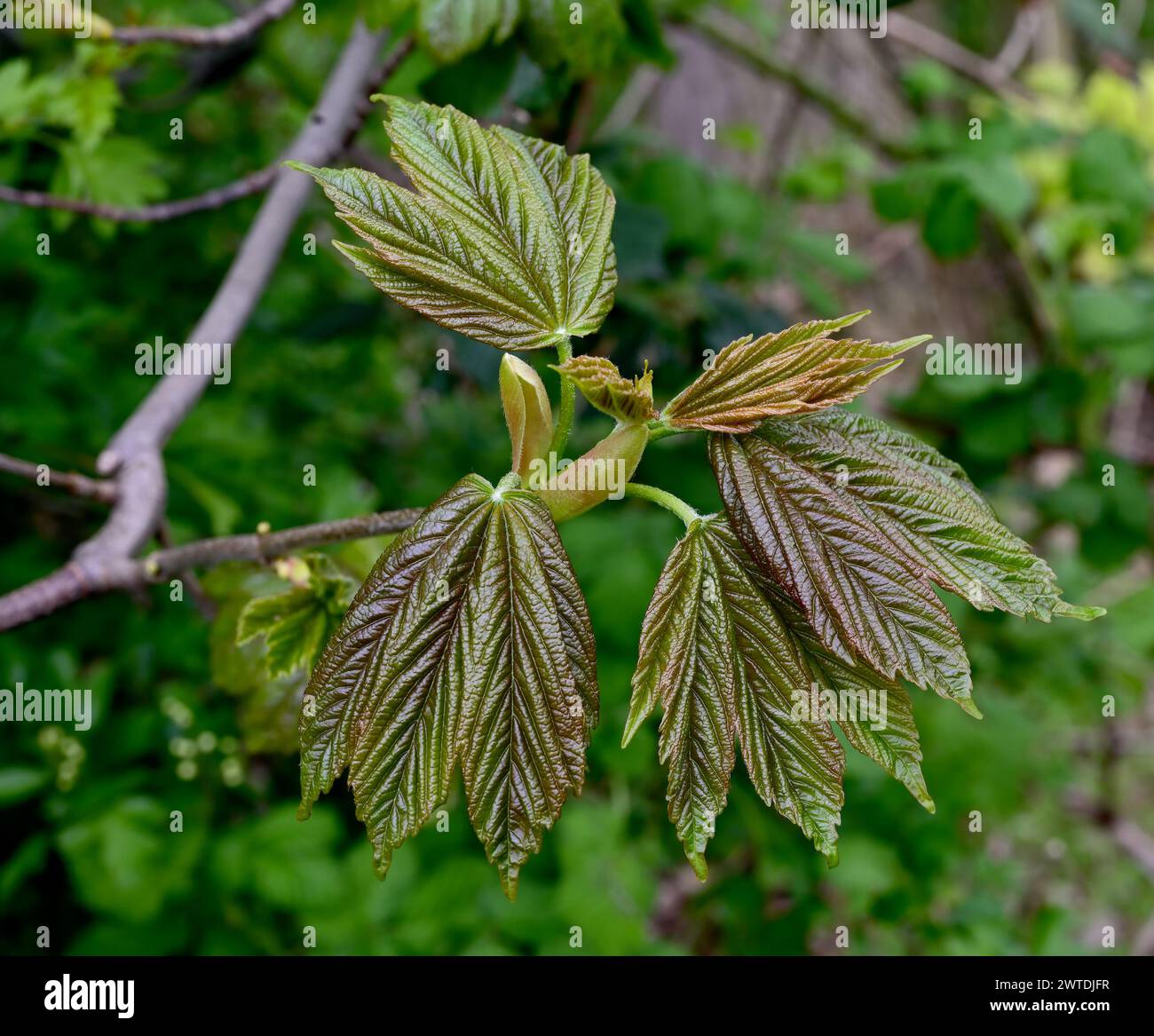 bud and leaf of Sycamore Tree resp.Acer pseudoplatanus,Rhineland,Germany Stock Photo