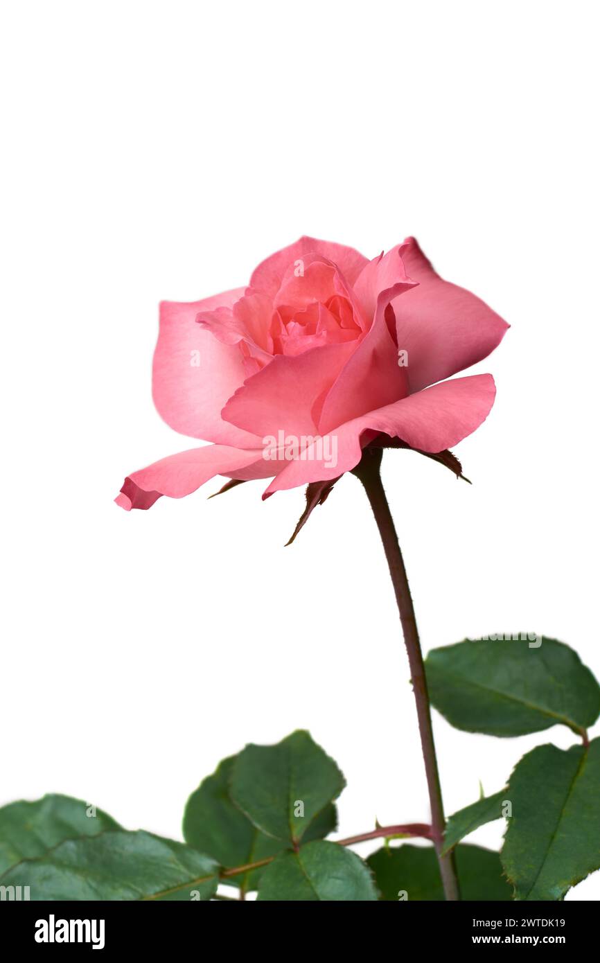 Pink Roses Side Angle Symbol wallpaper hi-res stock photography and images - Alamy