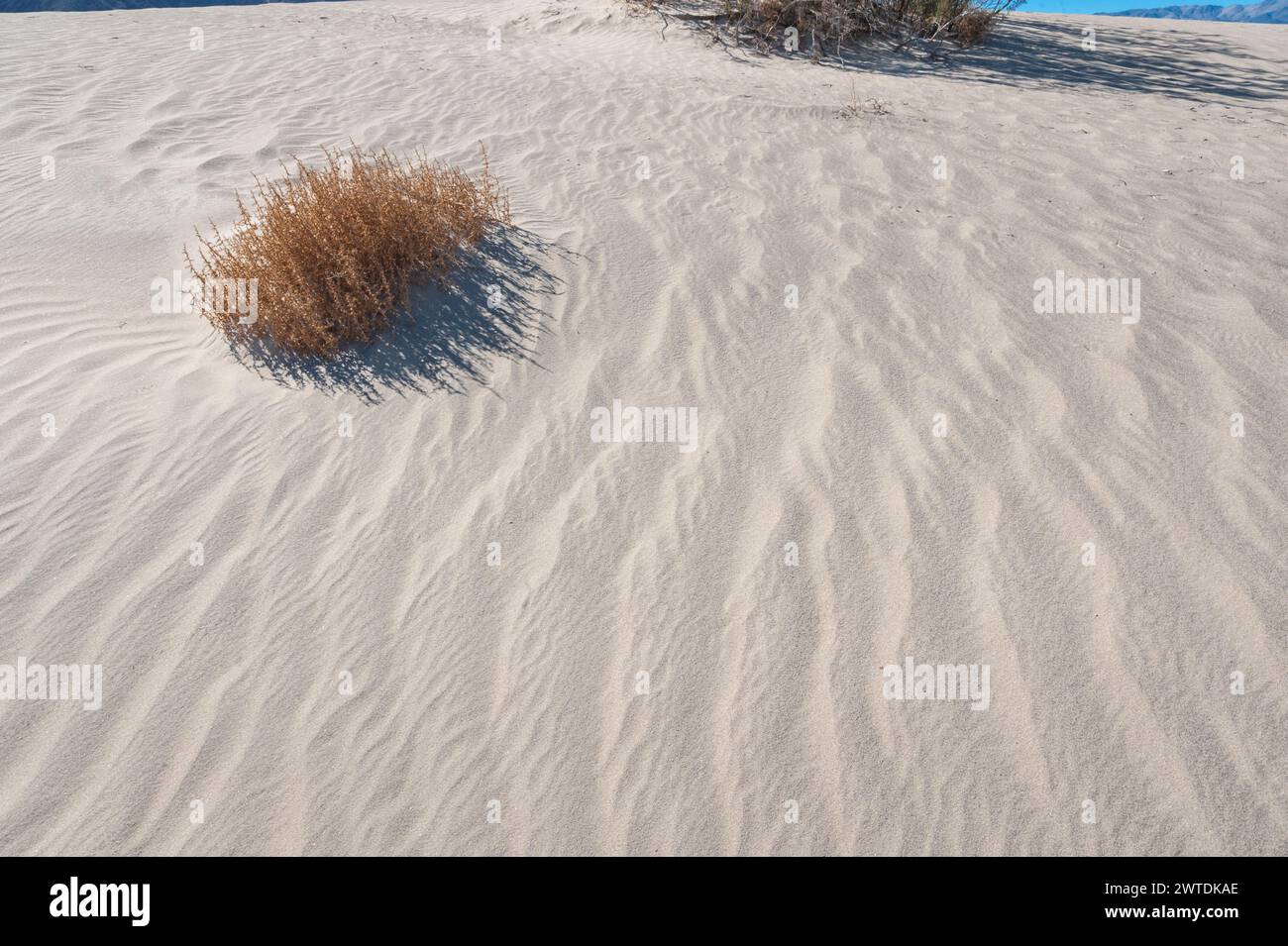 Sand Dune Death Valley Usa Stock Photo Alamy